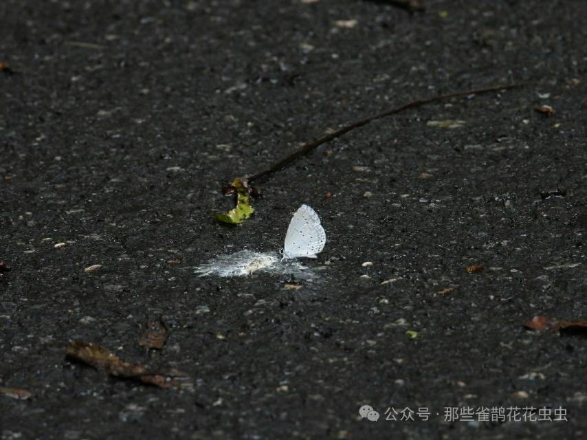 琉璃灰蝶