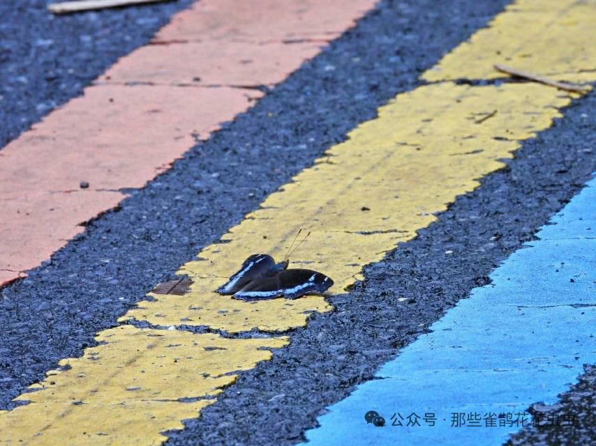 琉璃蛱蝶