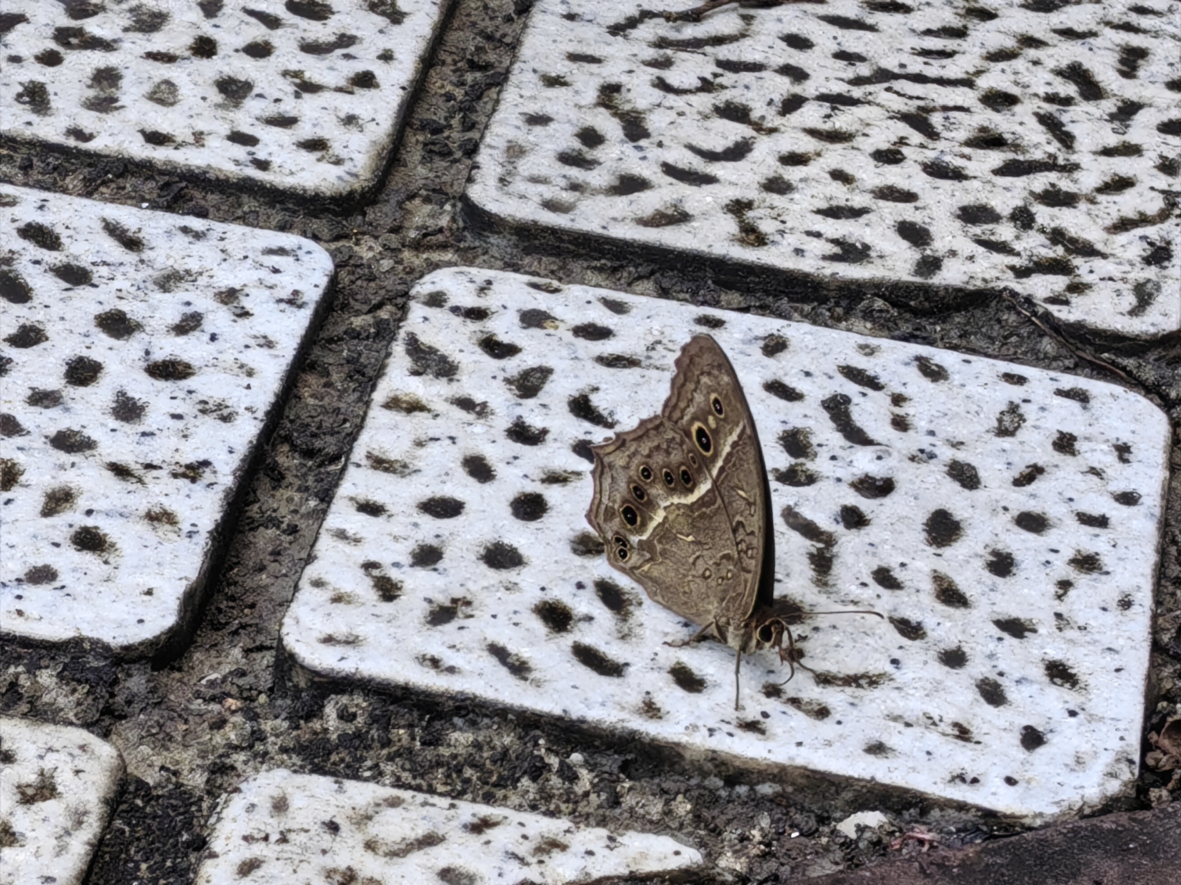 蒙链荫眼蝶