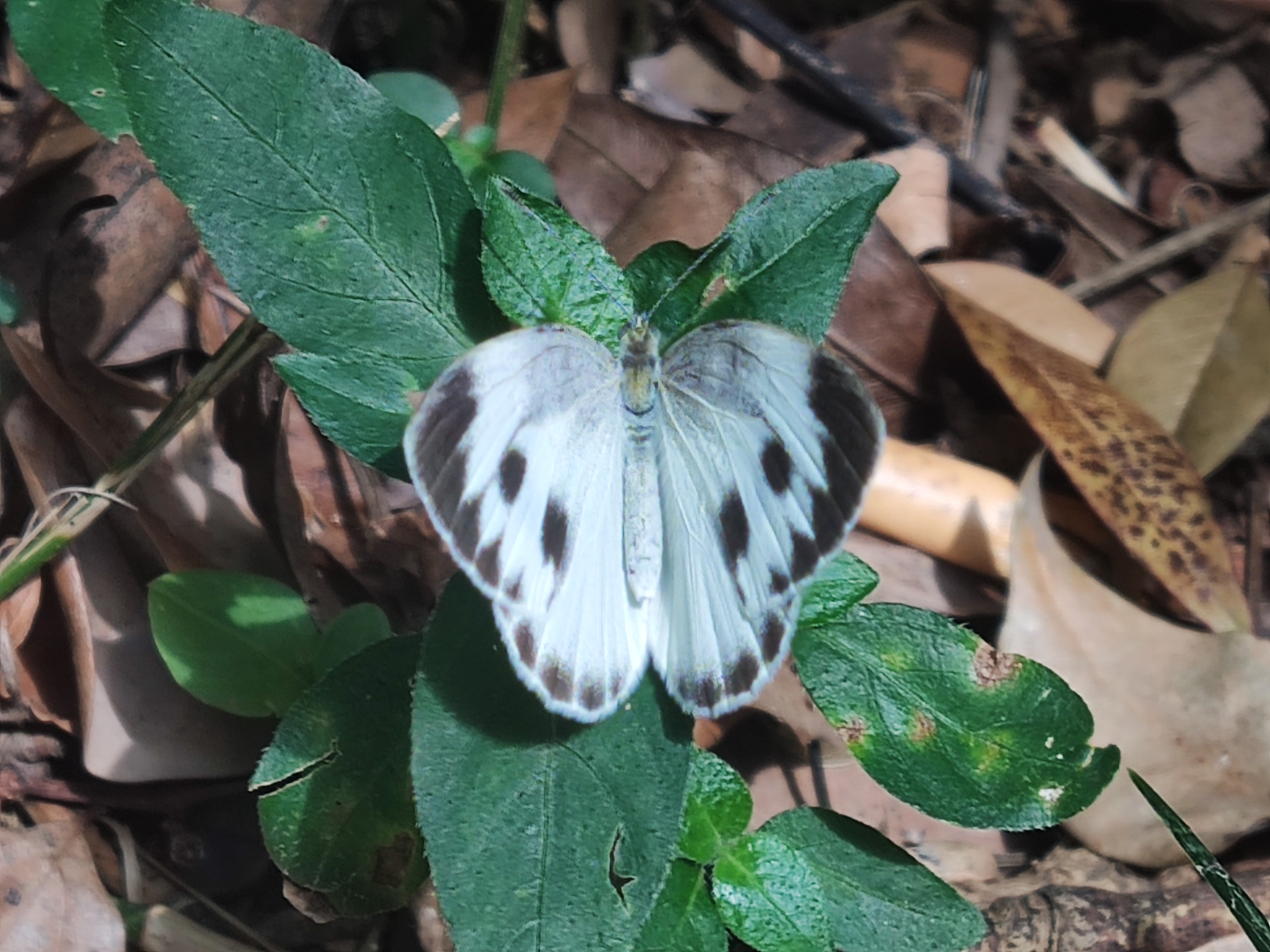 东方菜粉蝶