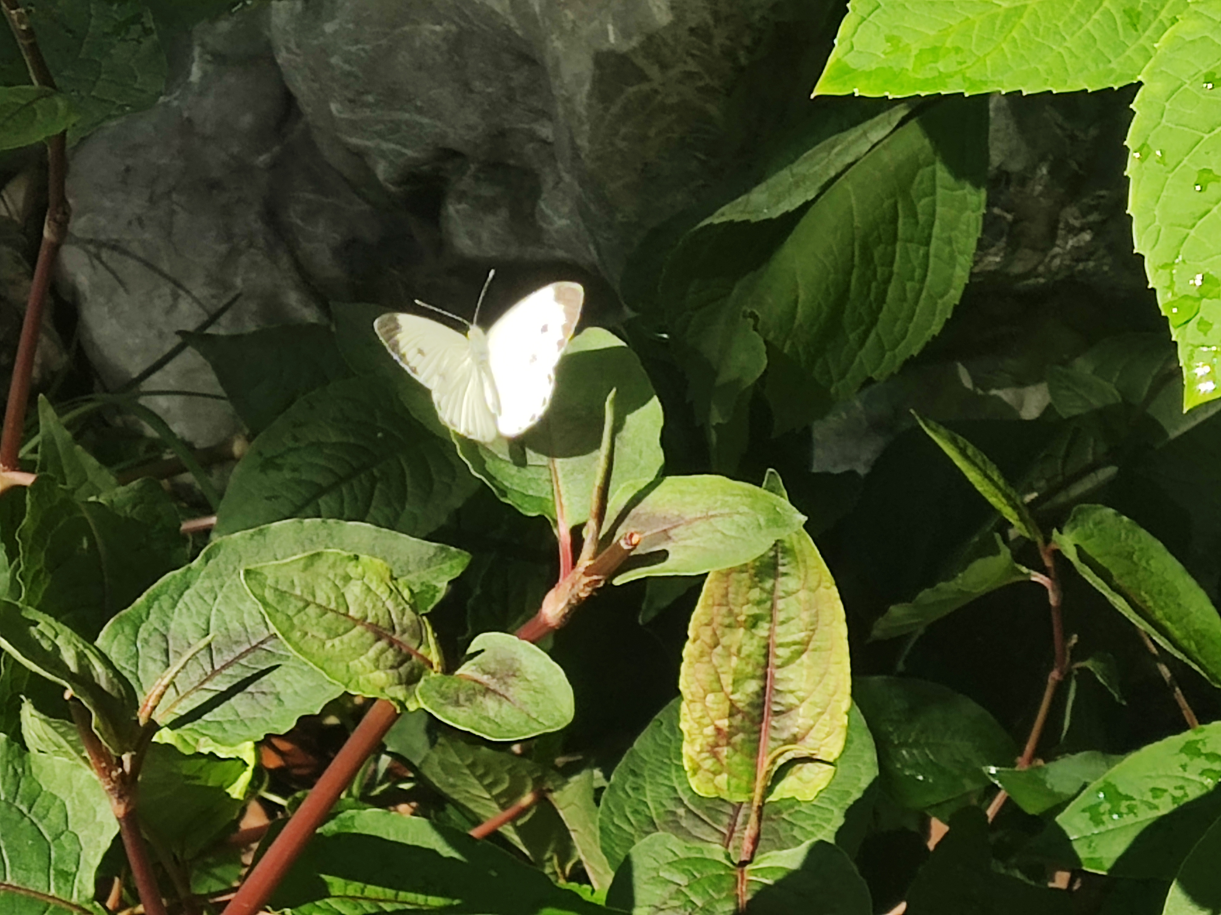 东方菜粉蝶
