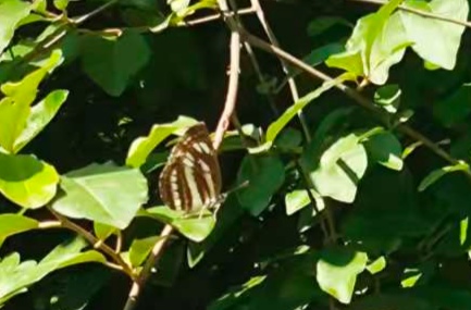 小环蛱蝶