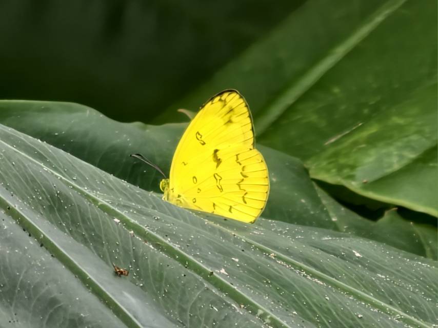 安迪黄粉蝶