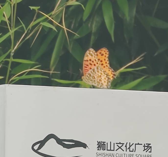 斐豹蛱蝶