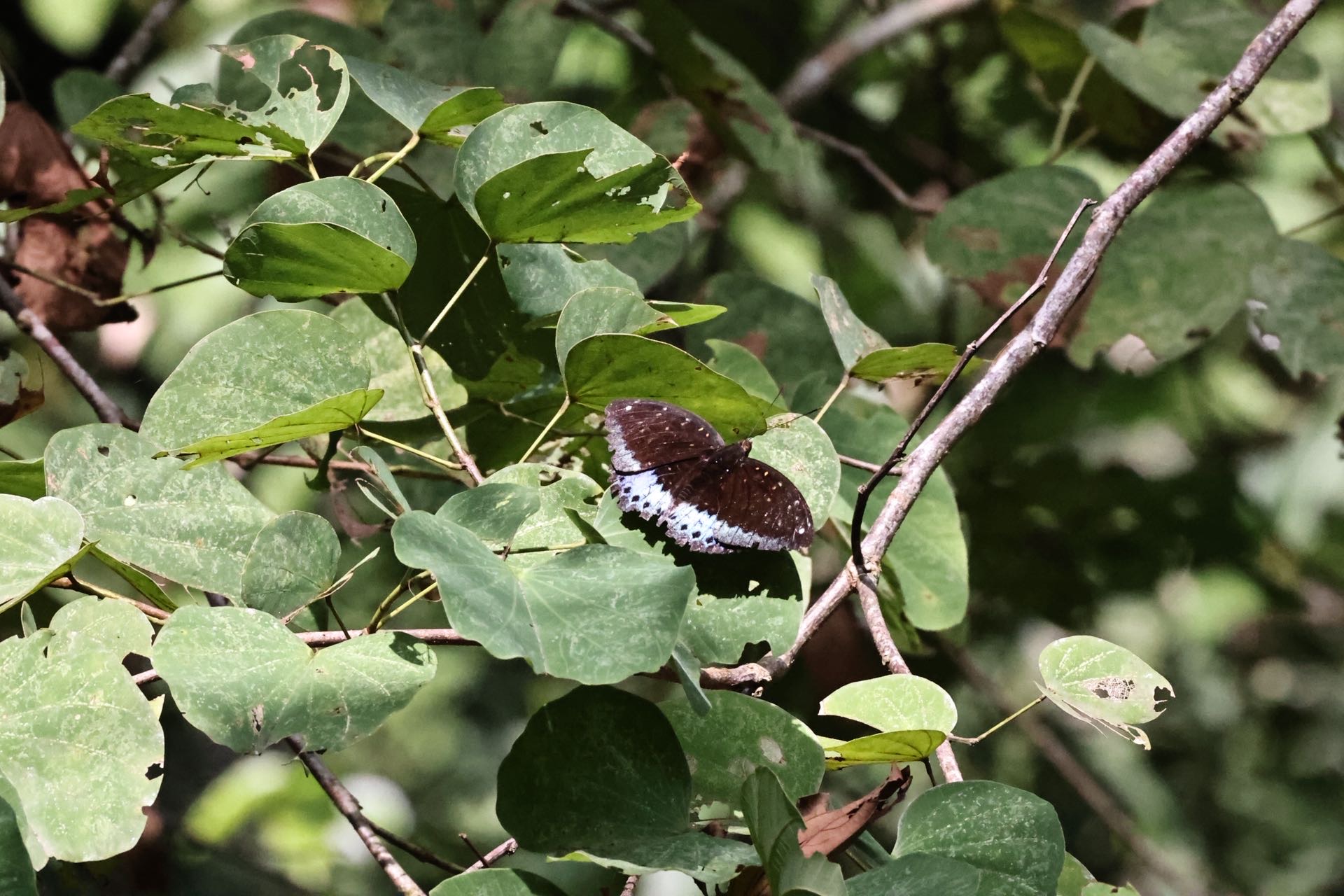 小豹律蛱蝶