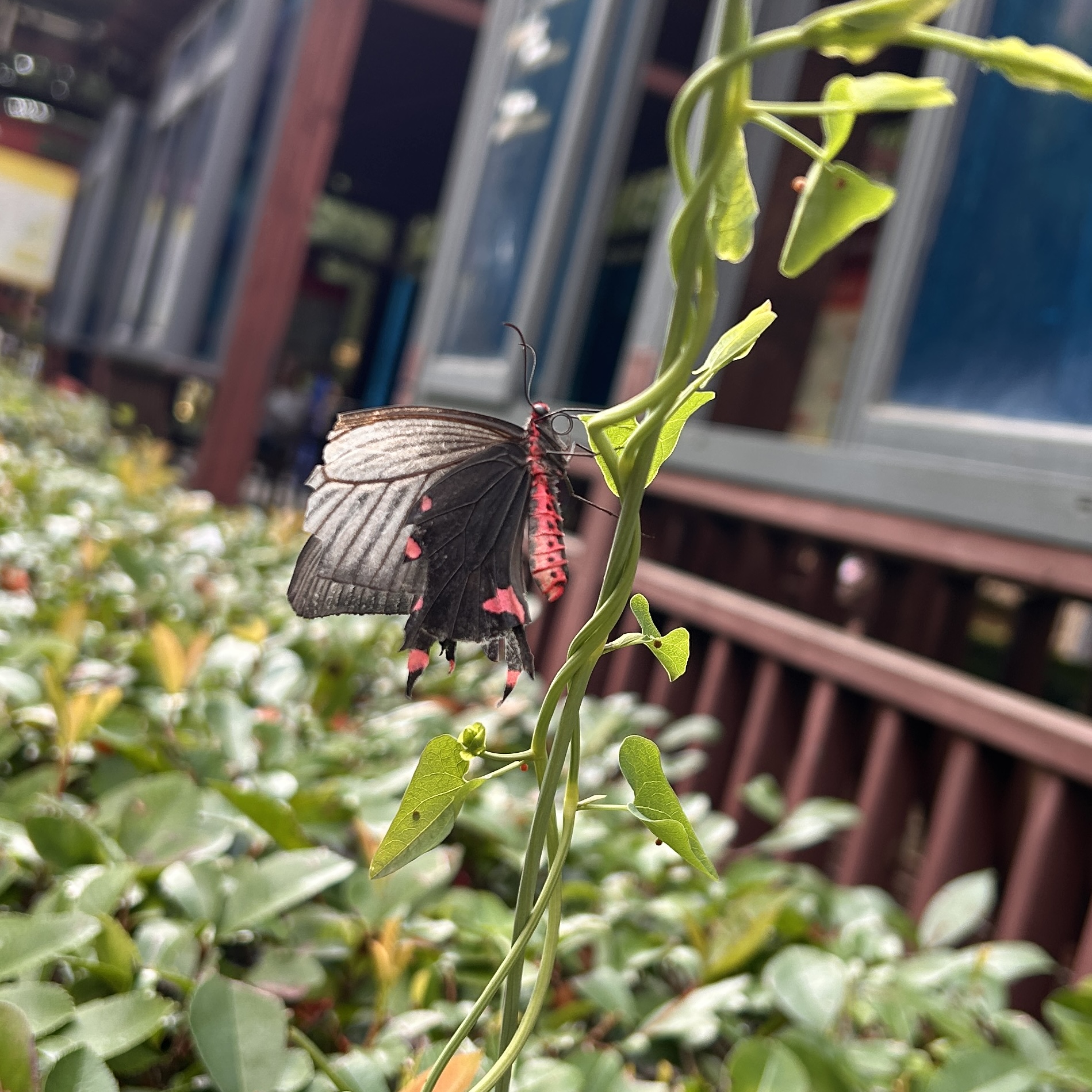 灰绒麝凤蝶