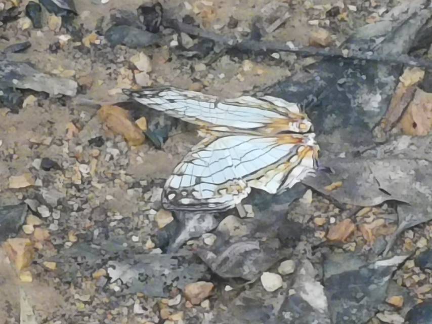 网丝蛱蝶