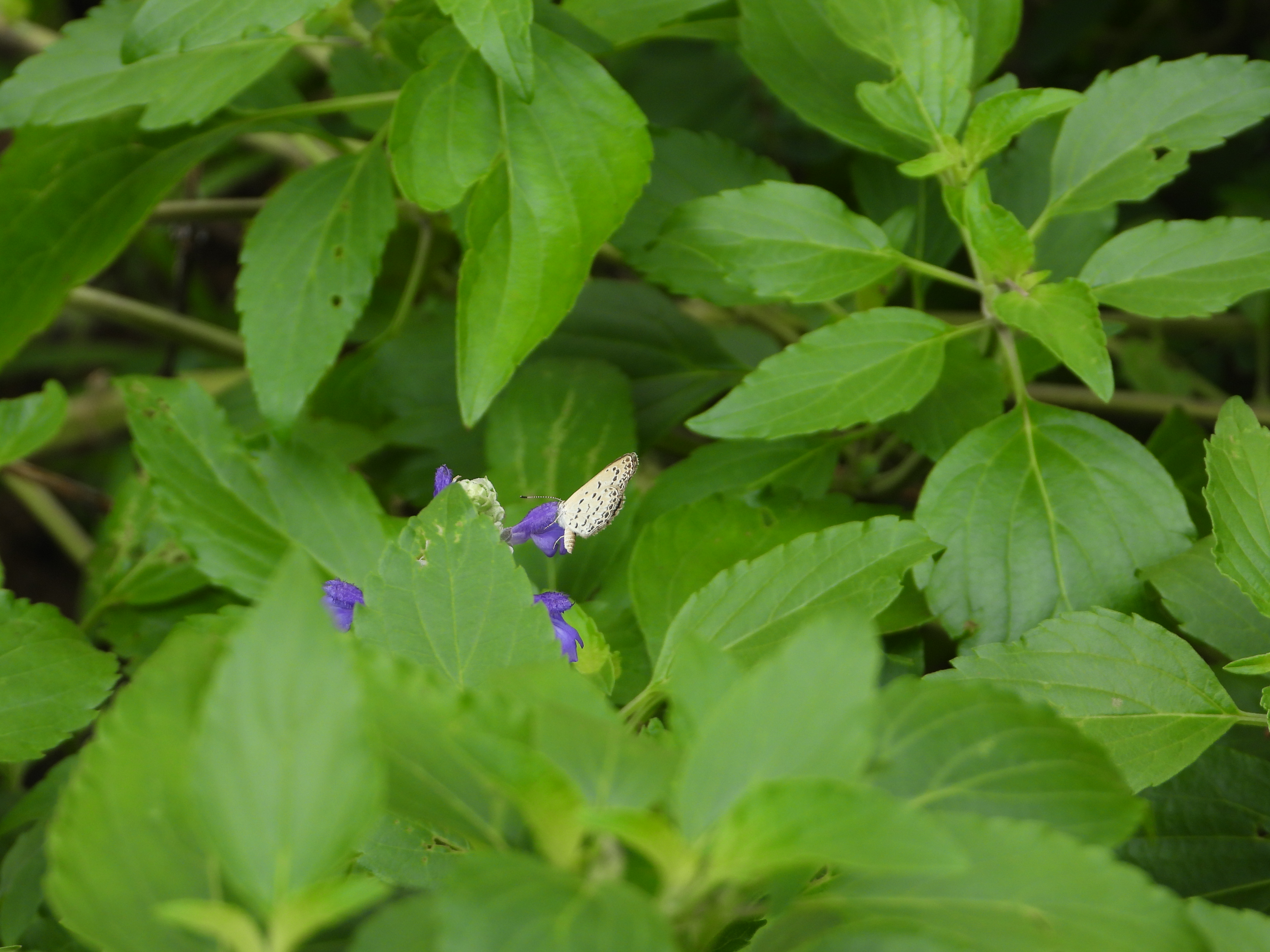 酢浆灰蝶