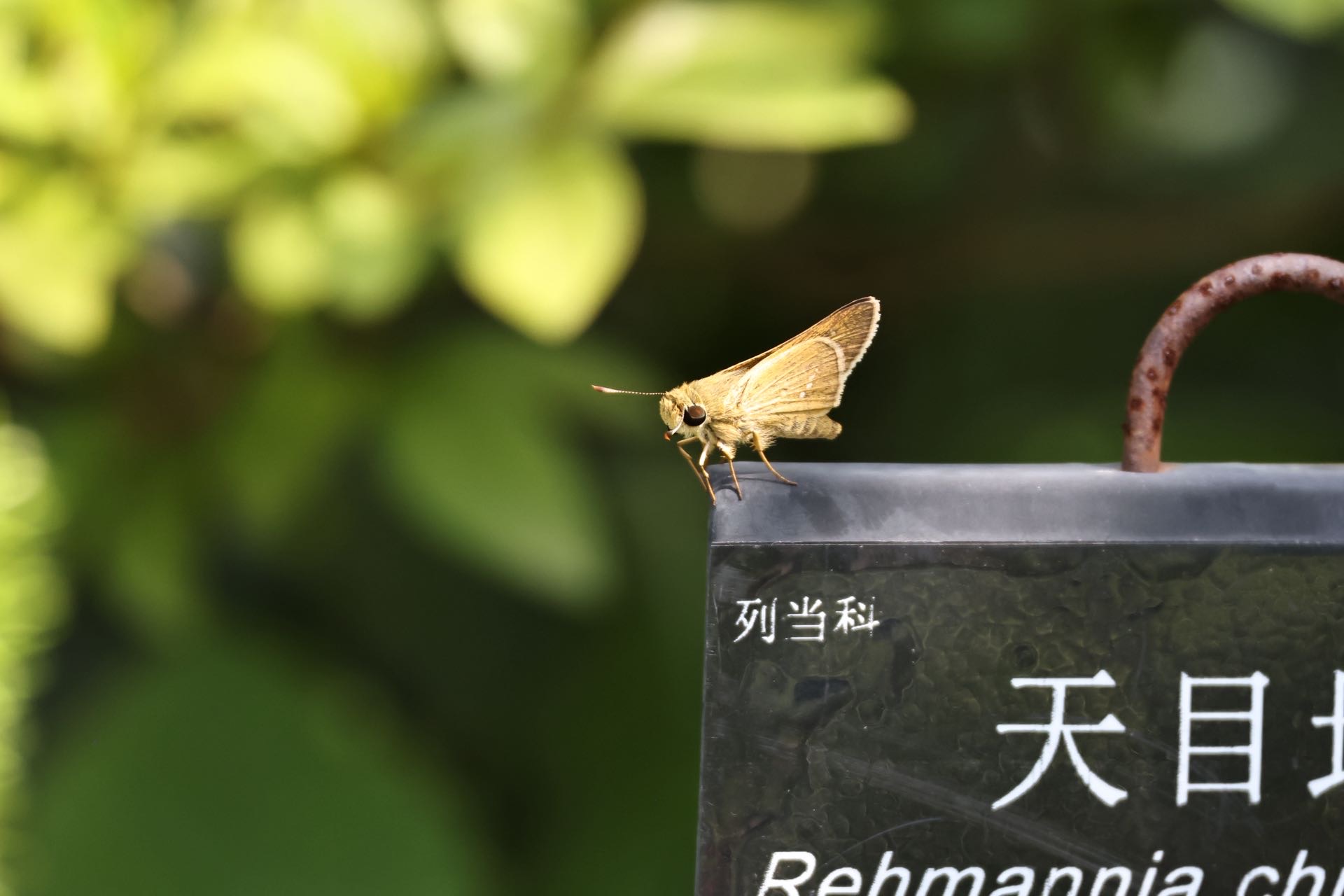 挂墩稻弄蝶