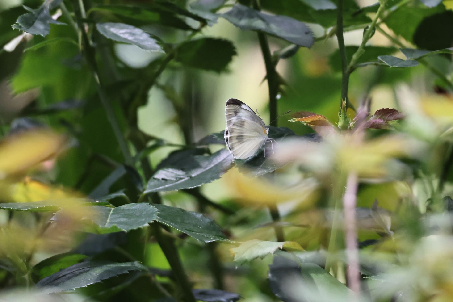 东方菜粉蝶