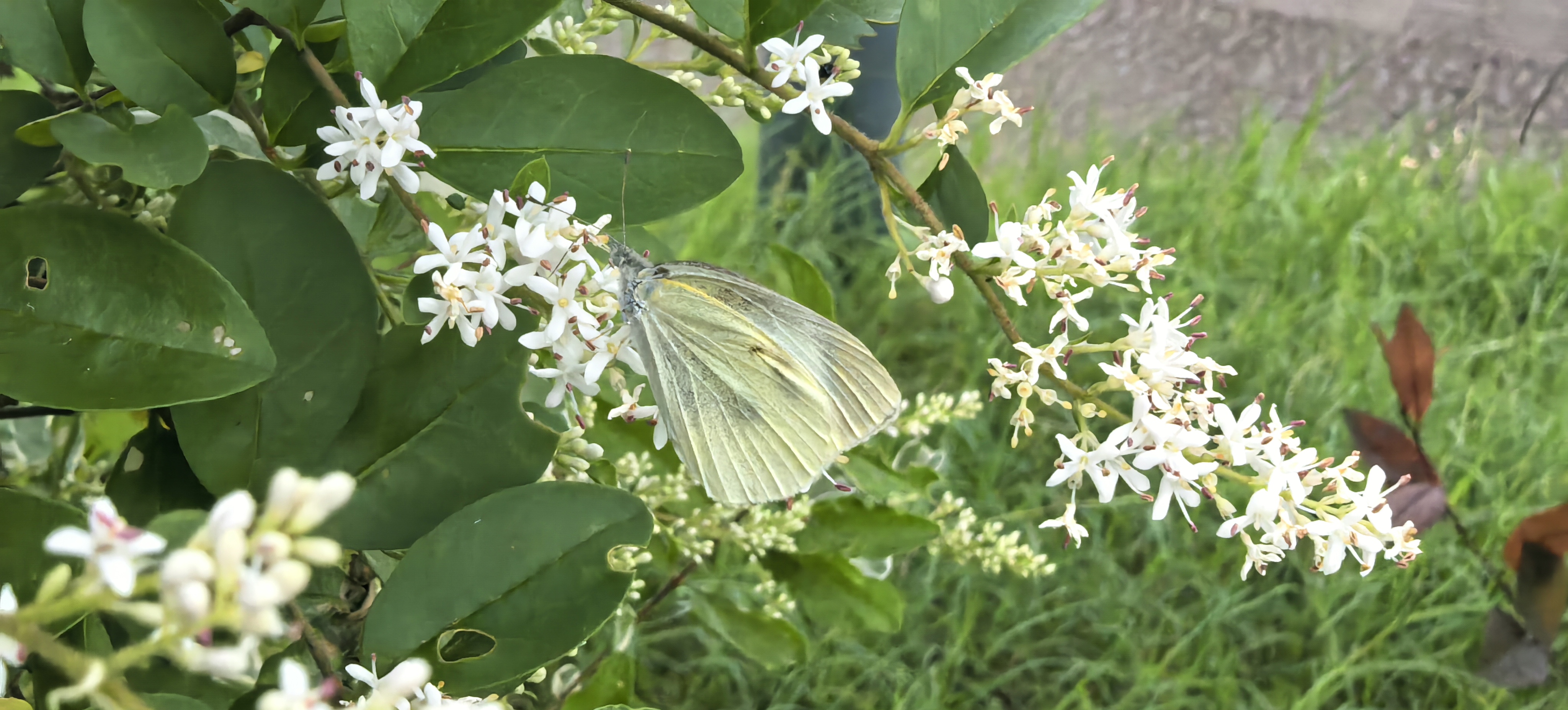 菜粉蝶