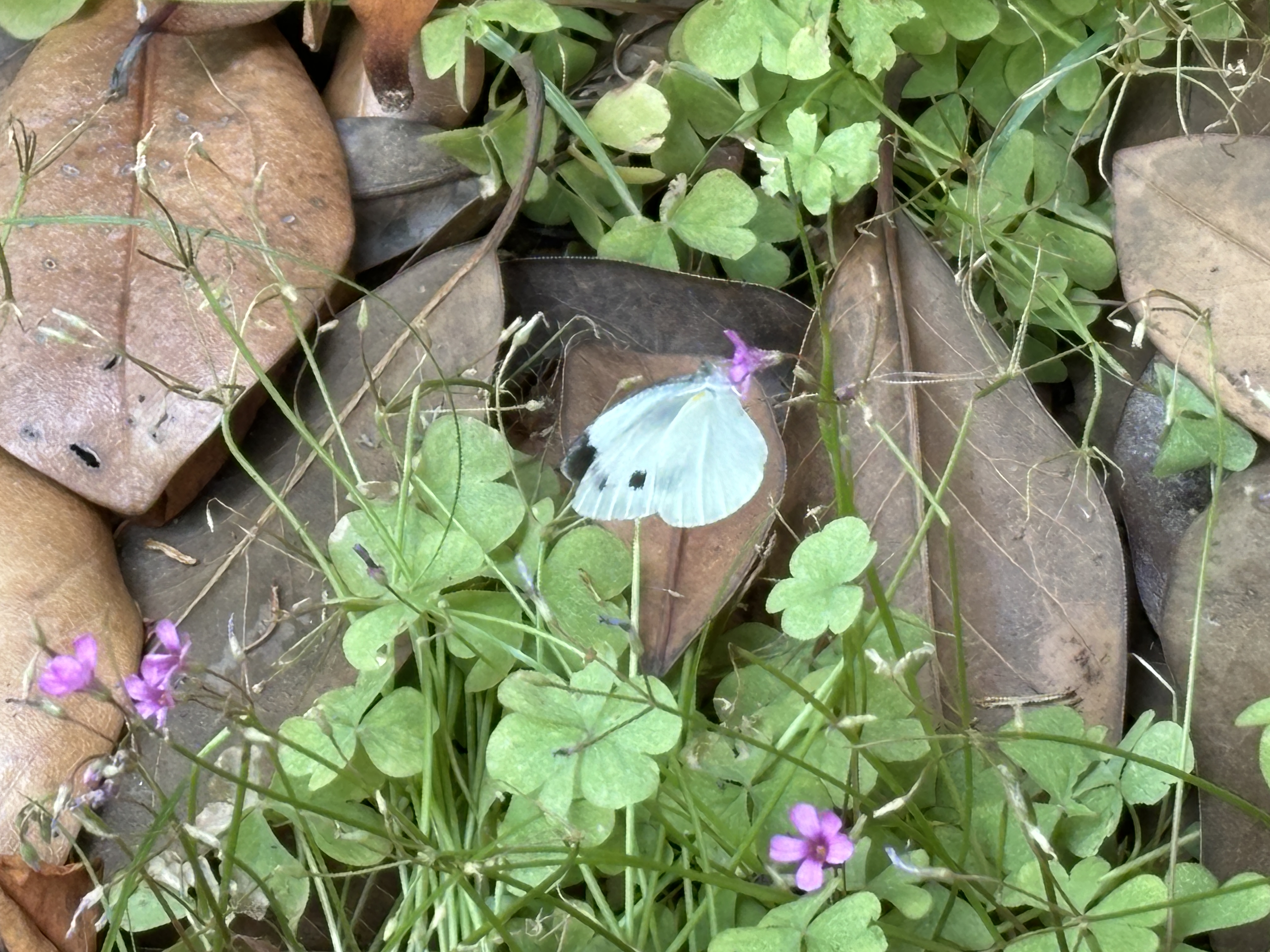东方菜粉蝶