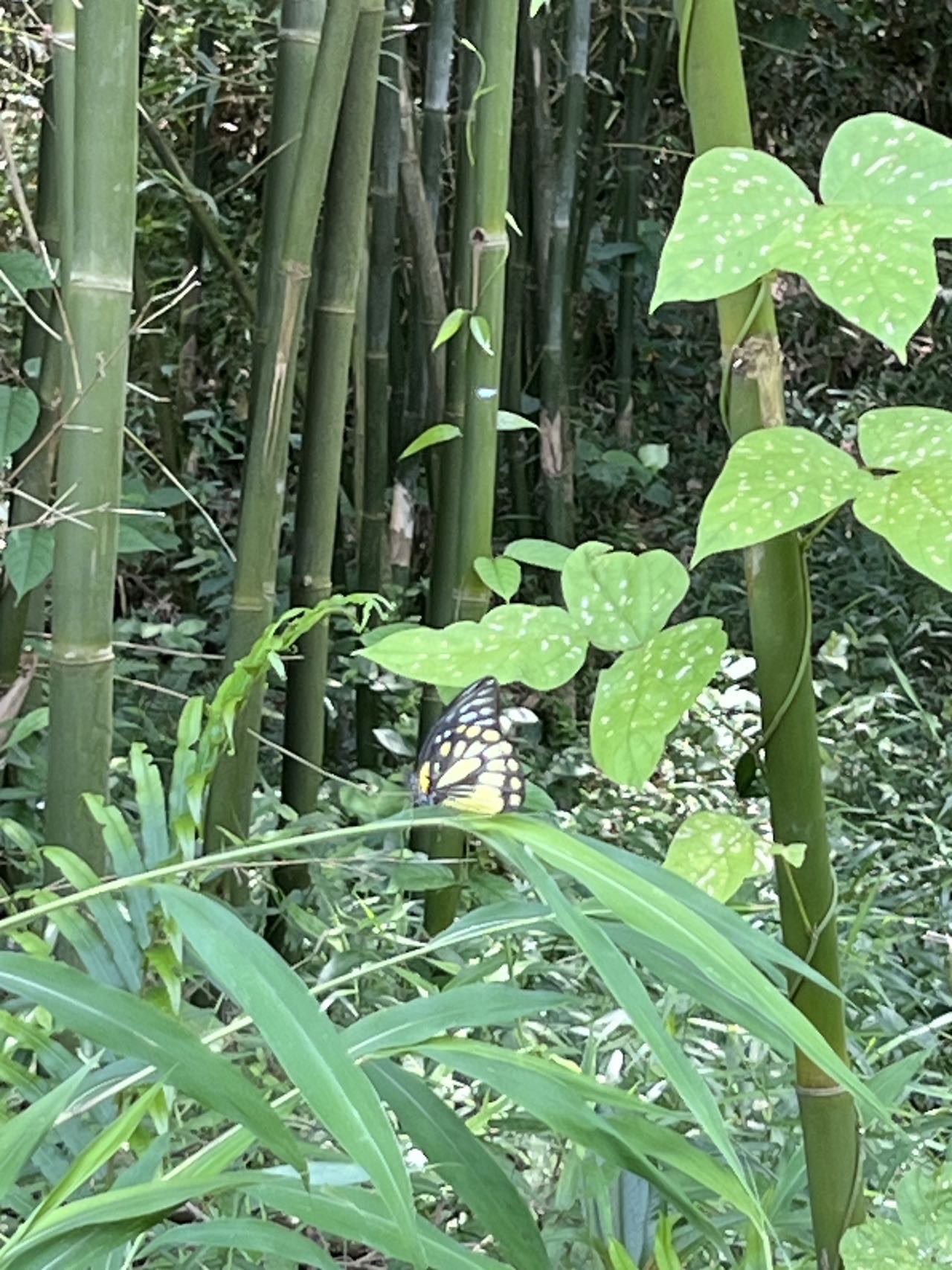 锯粉蝶