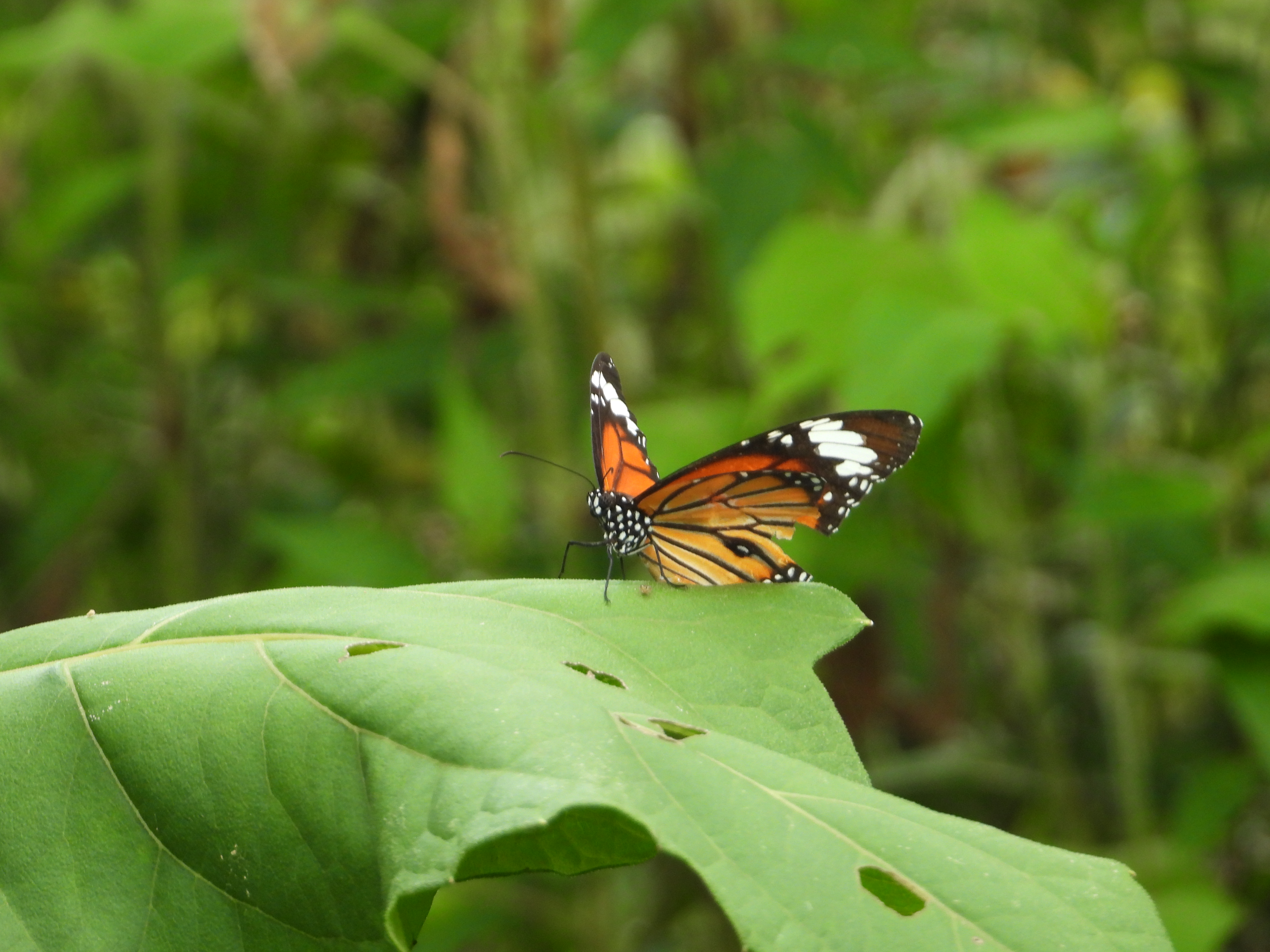 虎斑蝶
