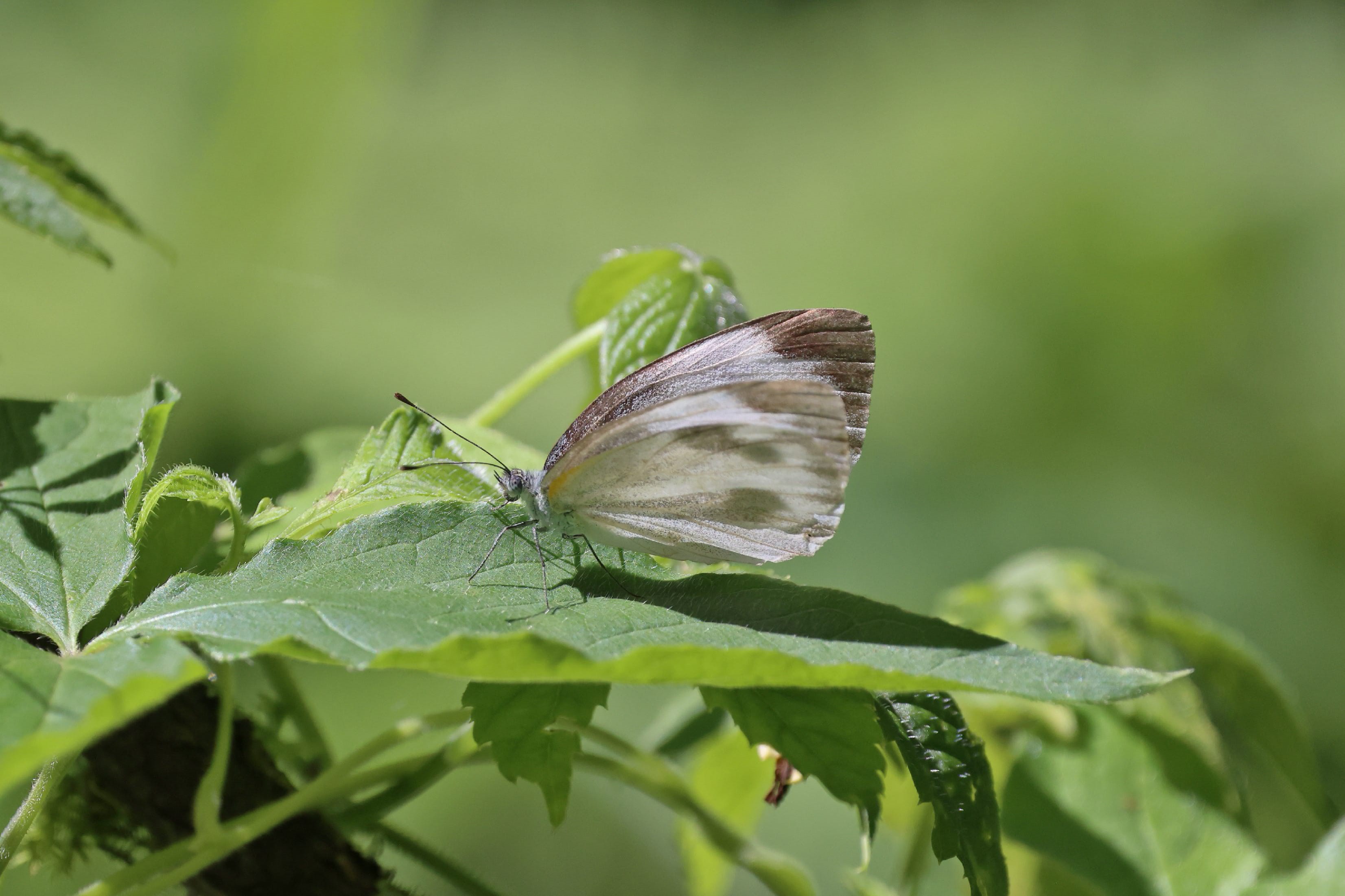 东方菜粉蝶