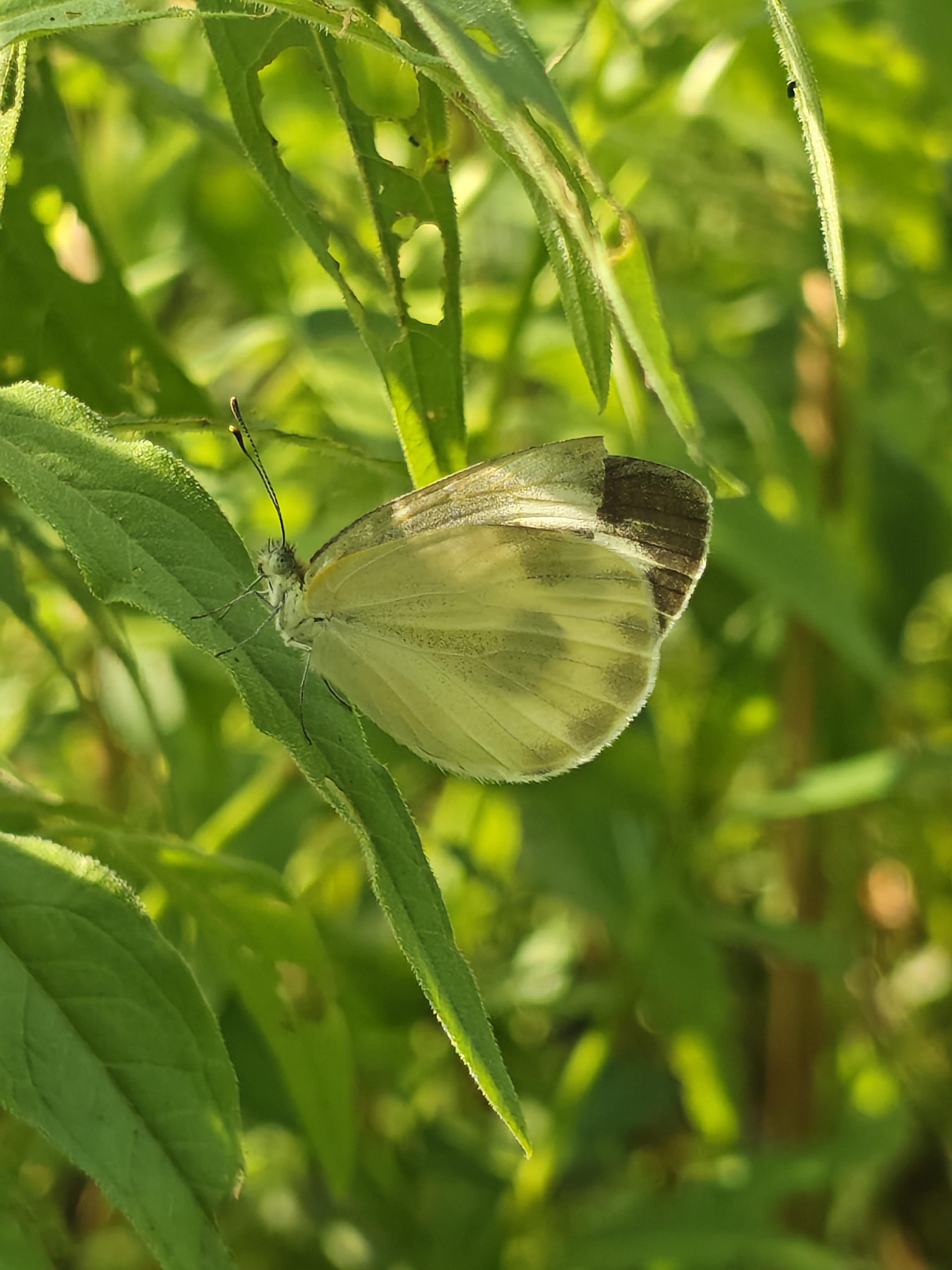 东方菜粉蝶