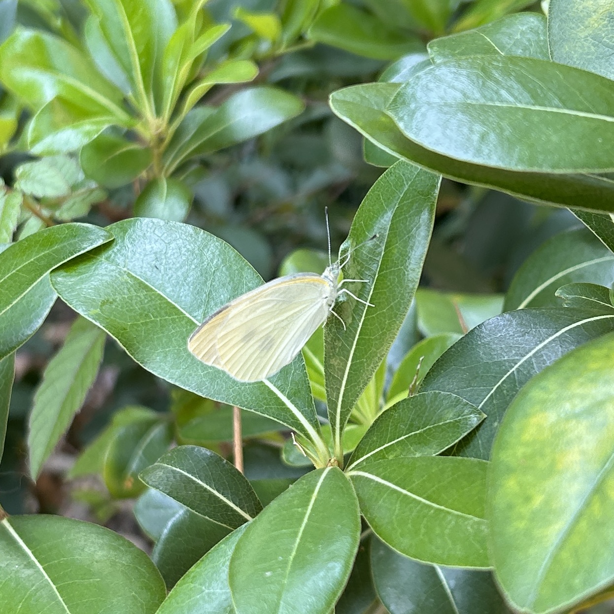 菜粉蝶