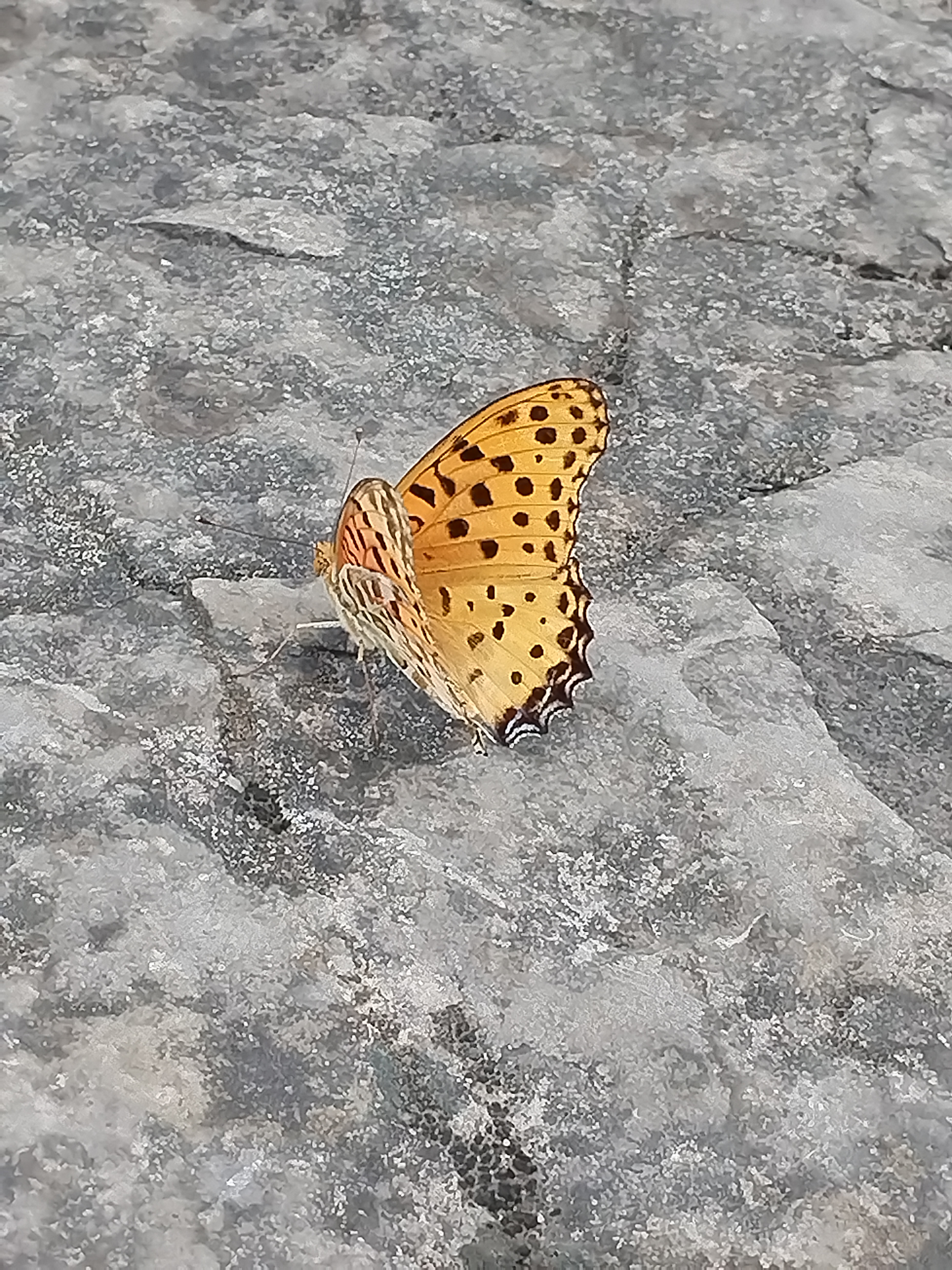 斐豹蛱蝶