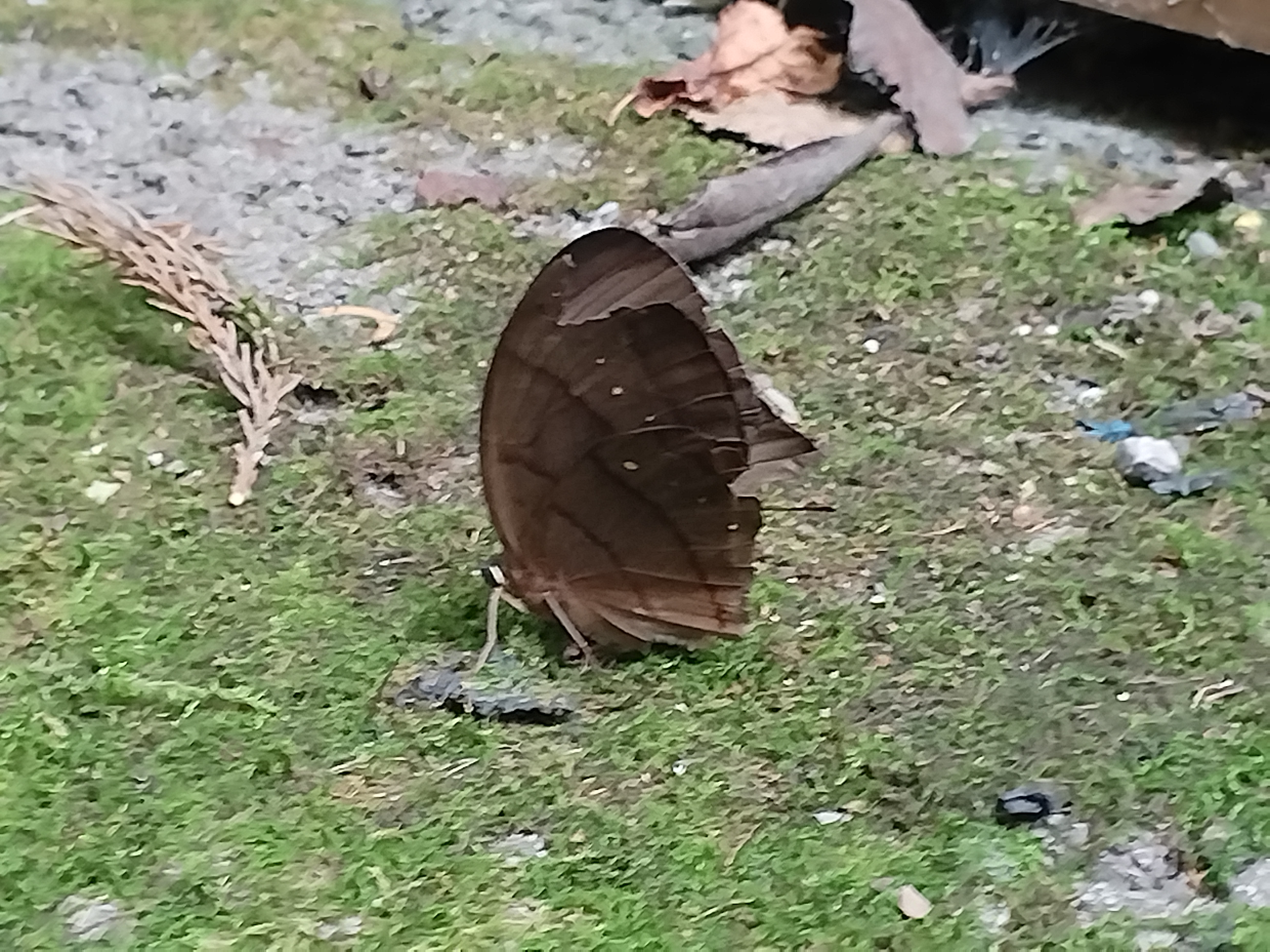 灰翅串珠环蝶
