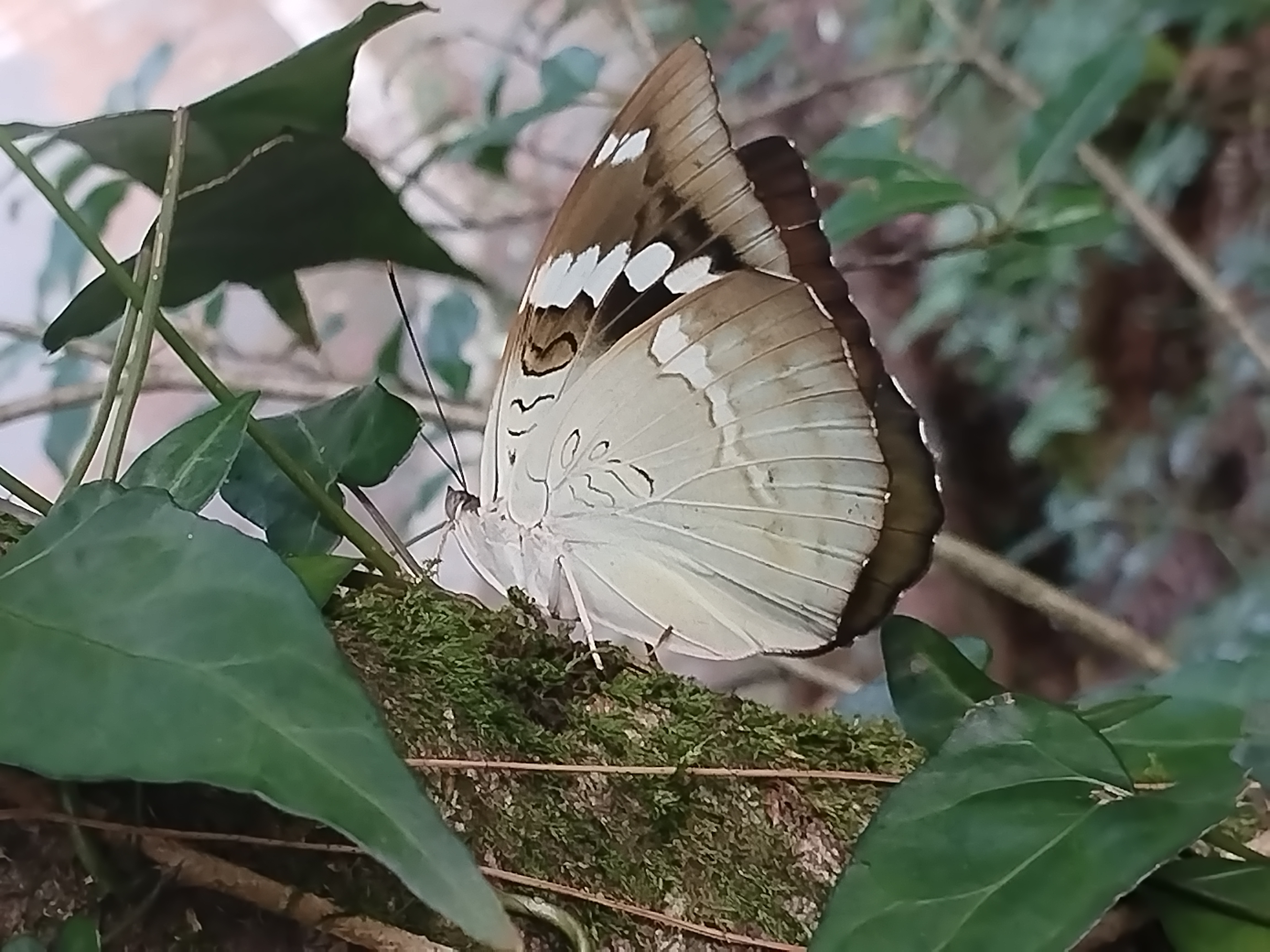 未定种