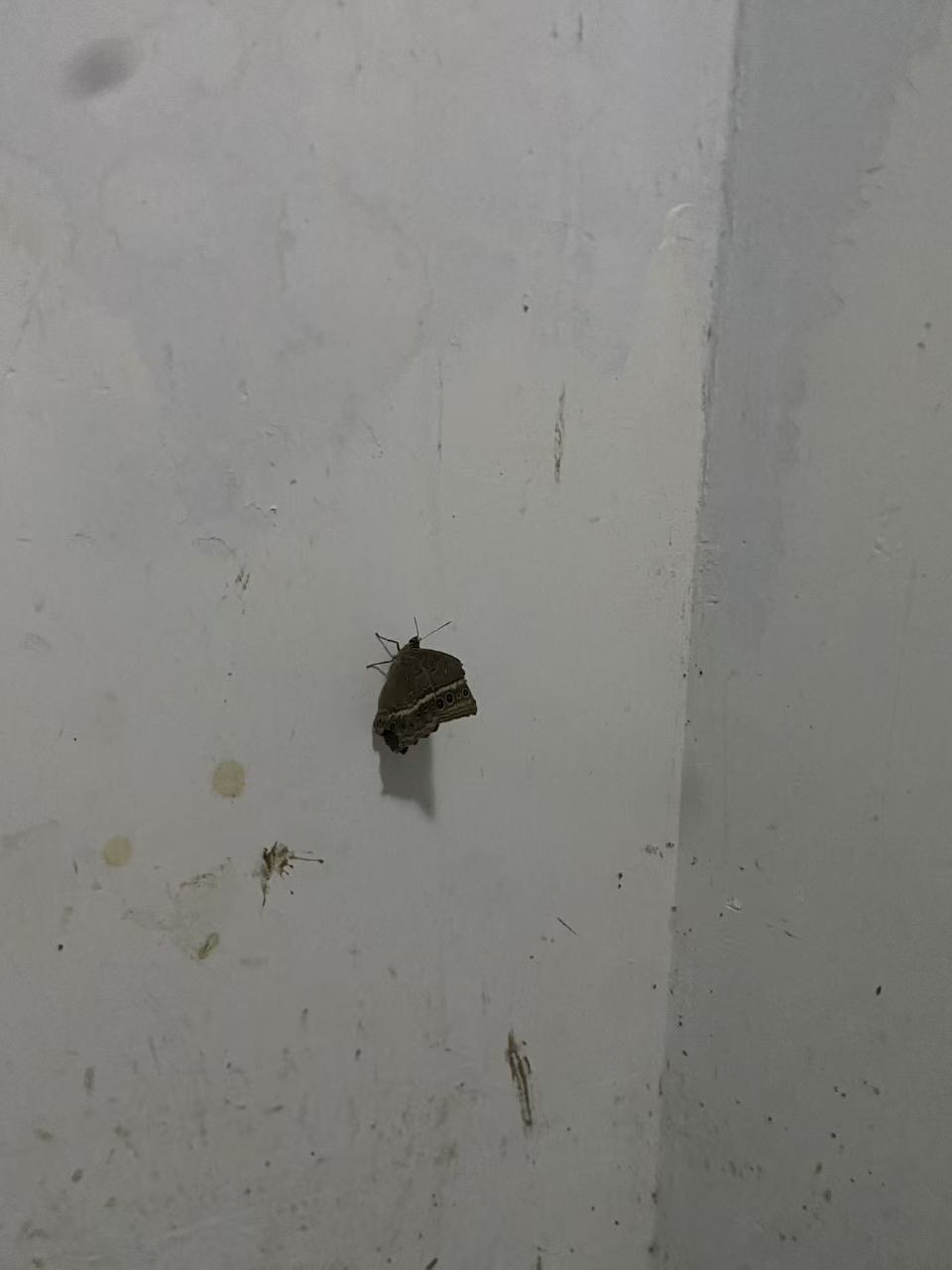 蒙链荫眼蝶