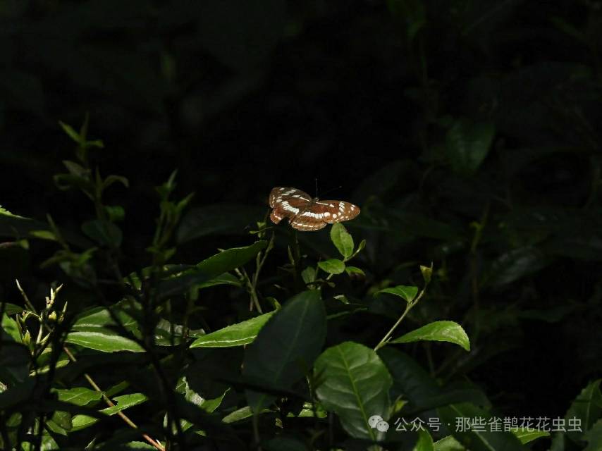 扬眉线蛱蝶