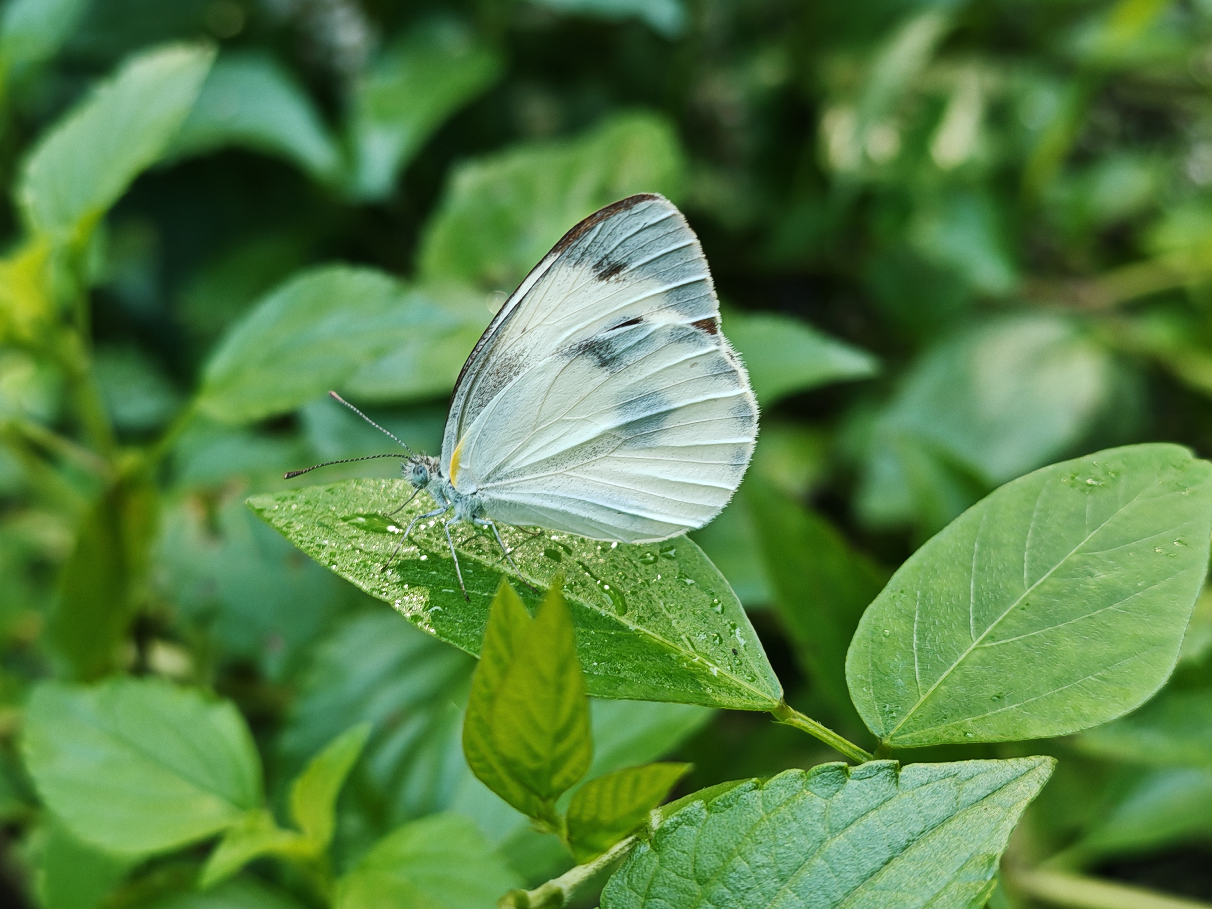 东方菜粉蝶