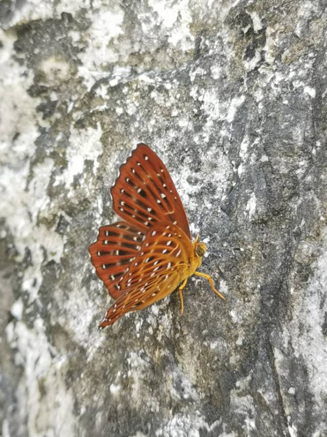 波蚬蝶