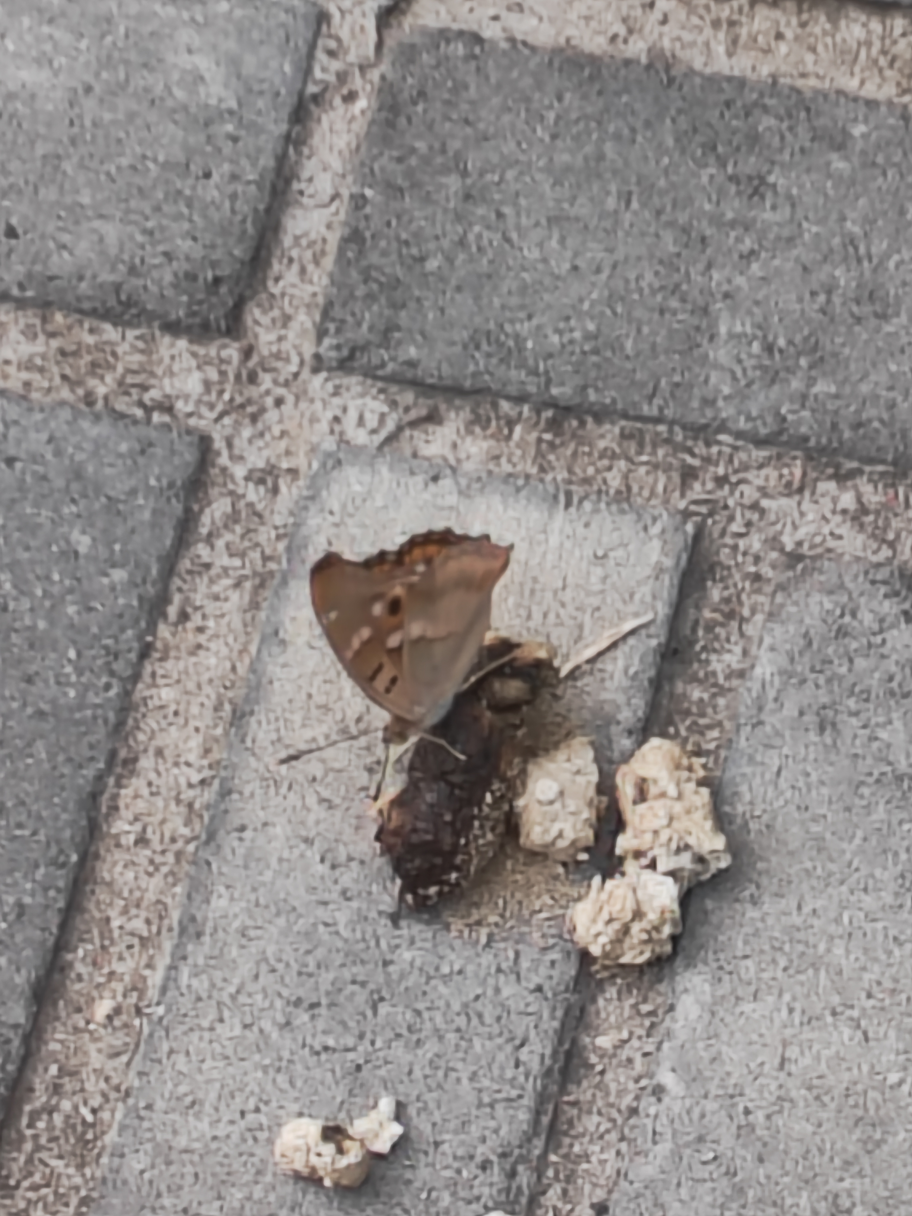 柳紫闪蛱蝶
