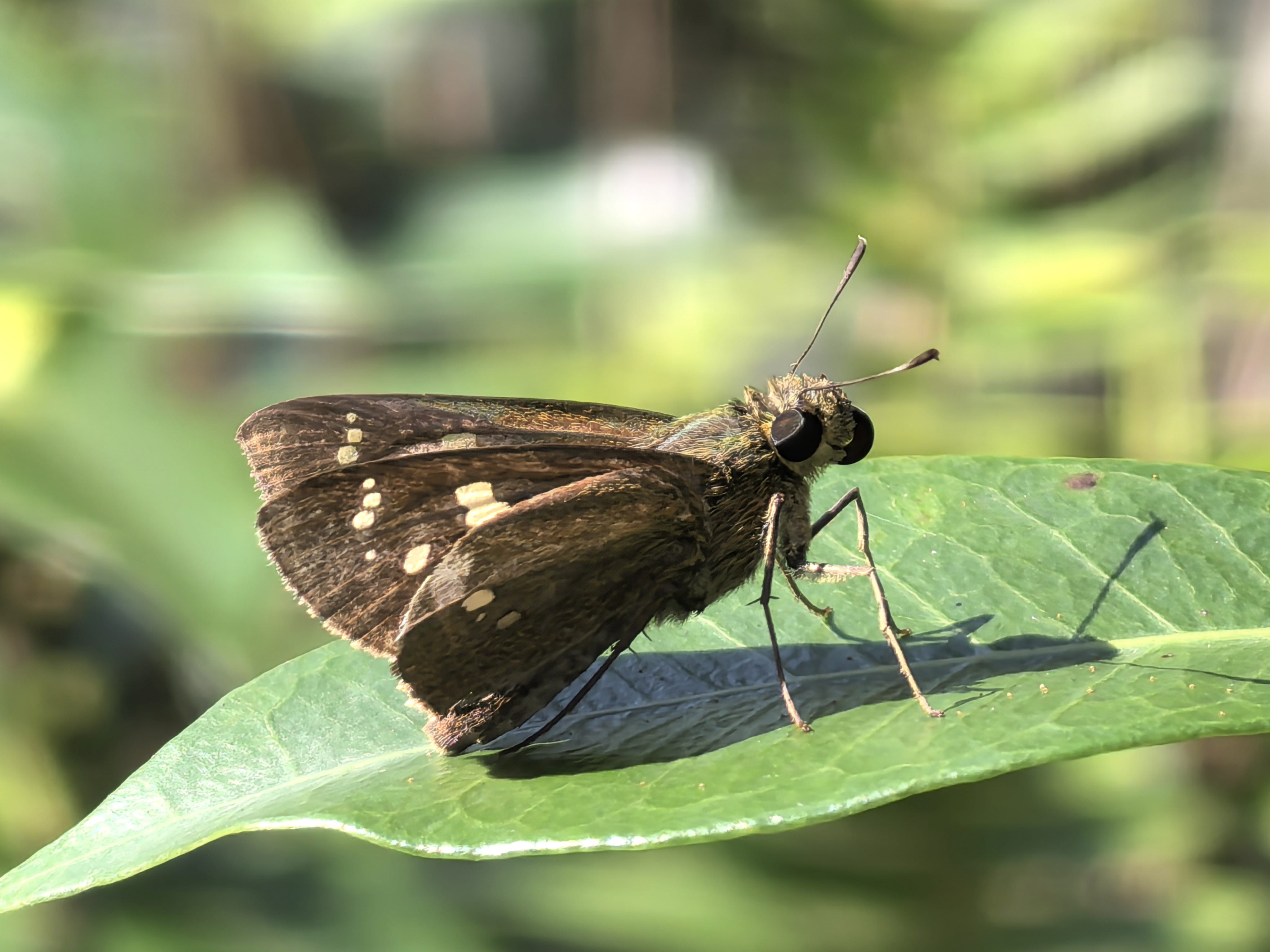 台湾孔弄蝶