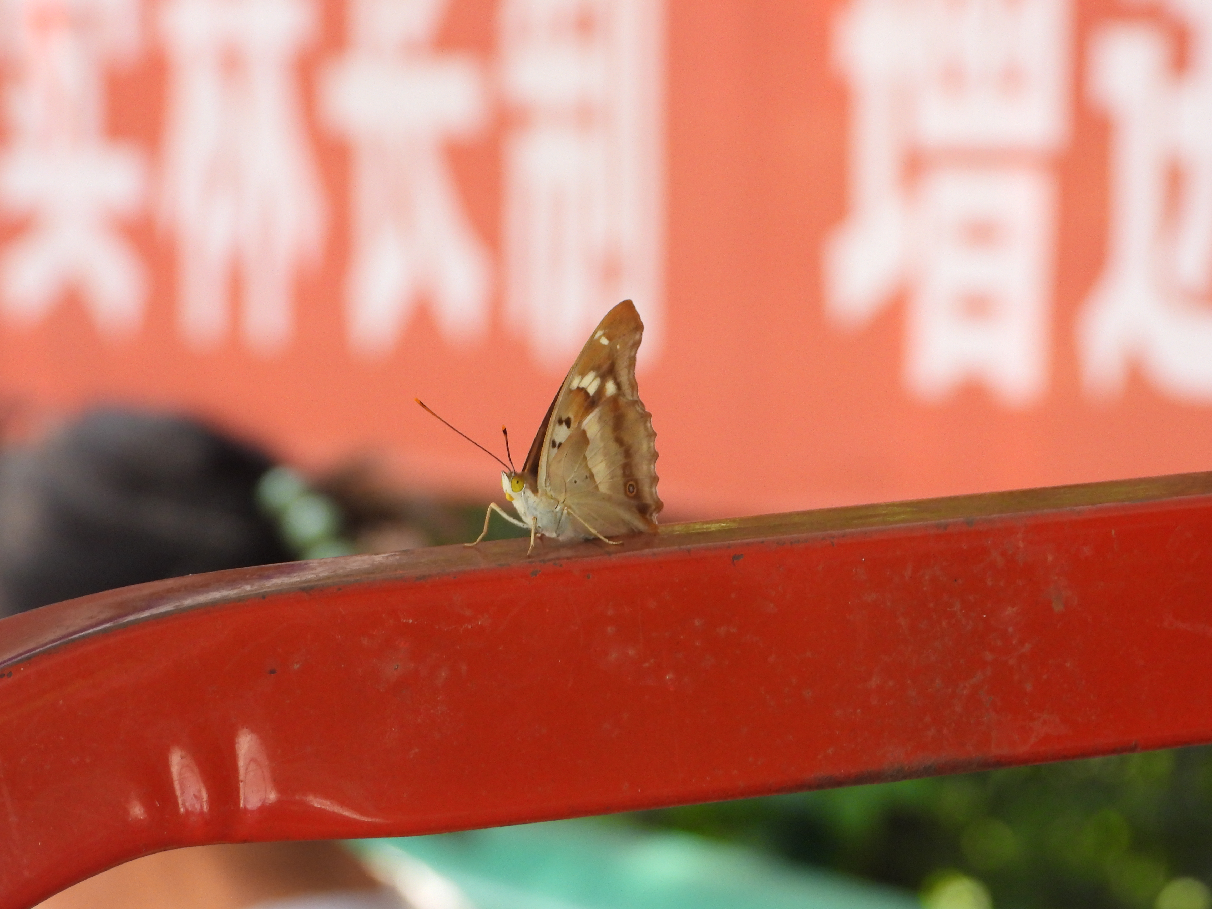 柳紫闪蛱蝶