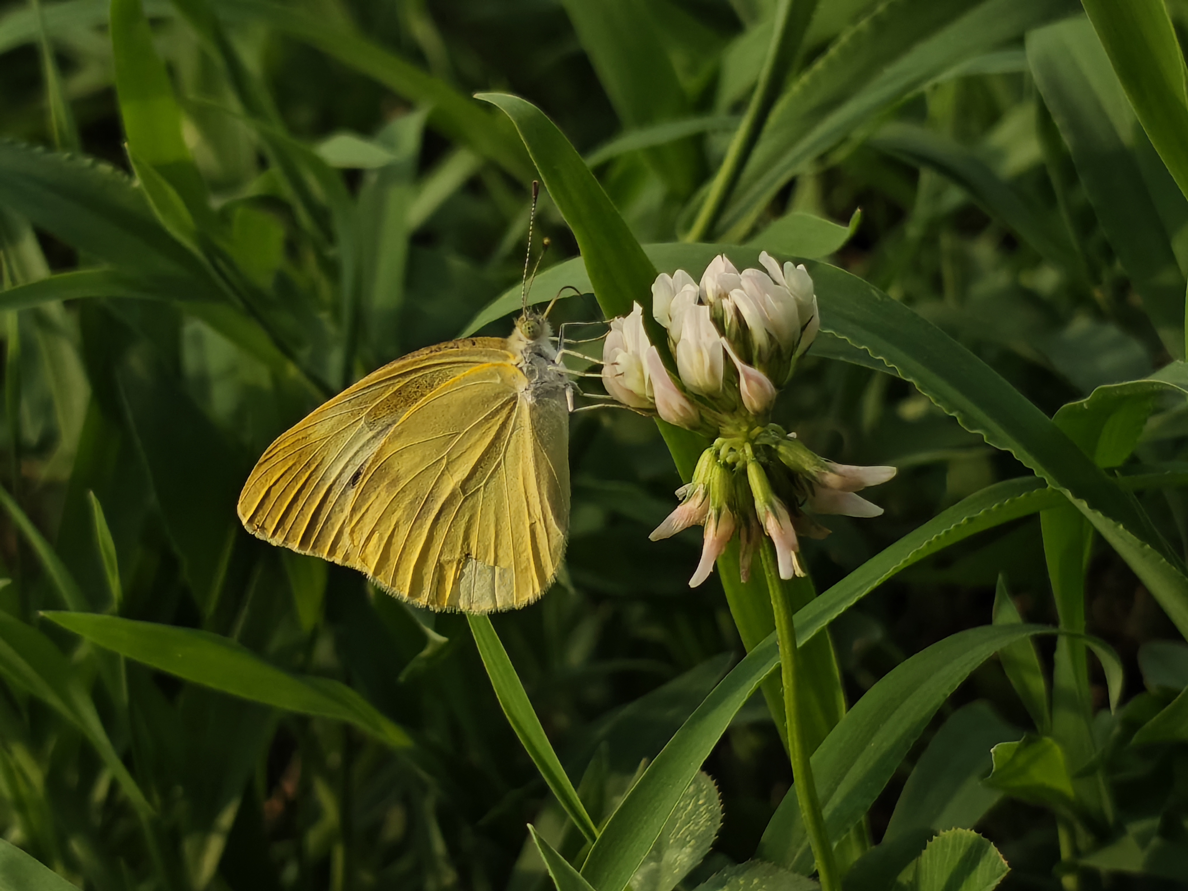 菜粉蝶