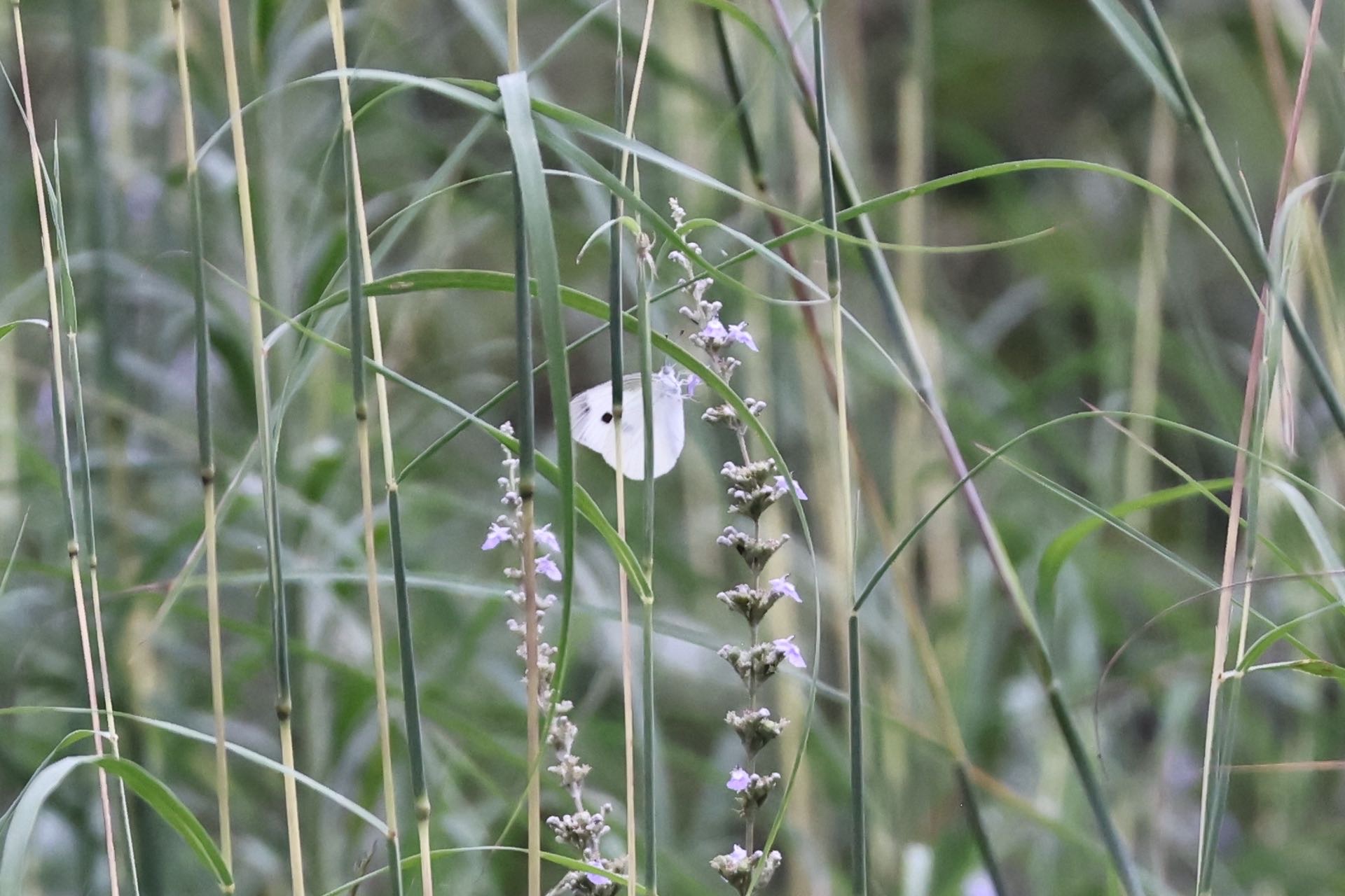 菜粉蝶