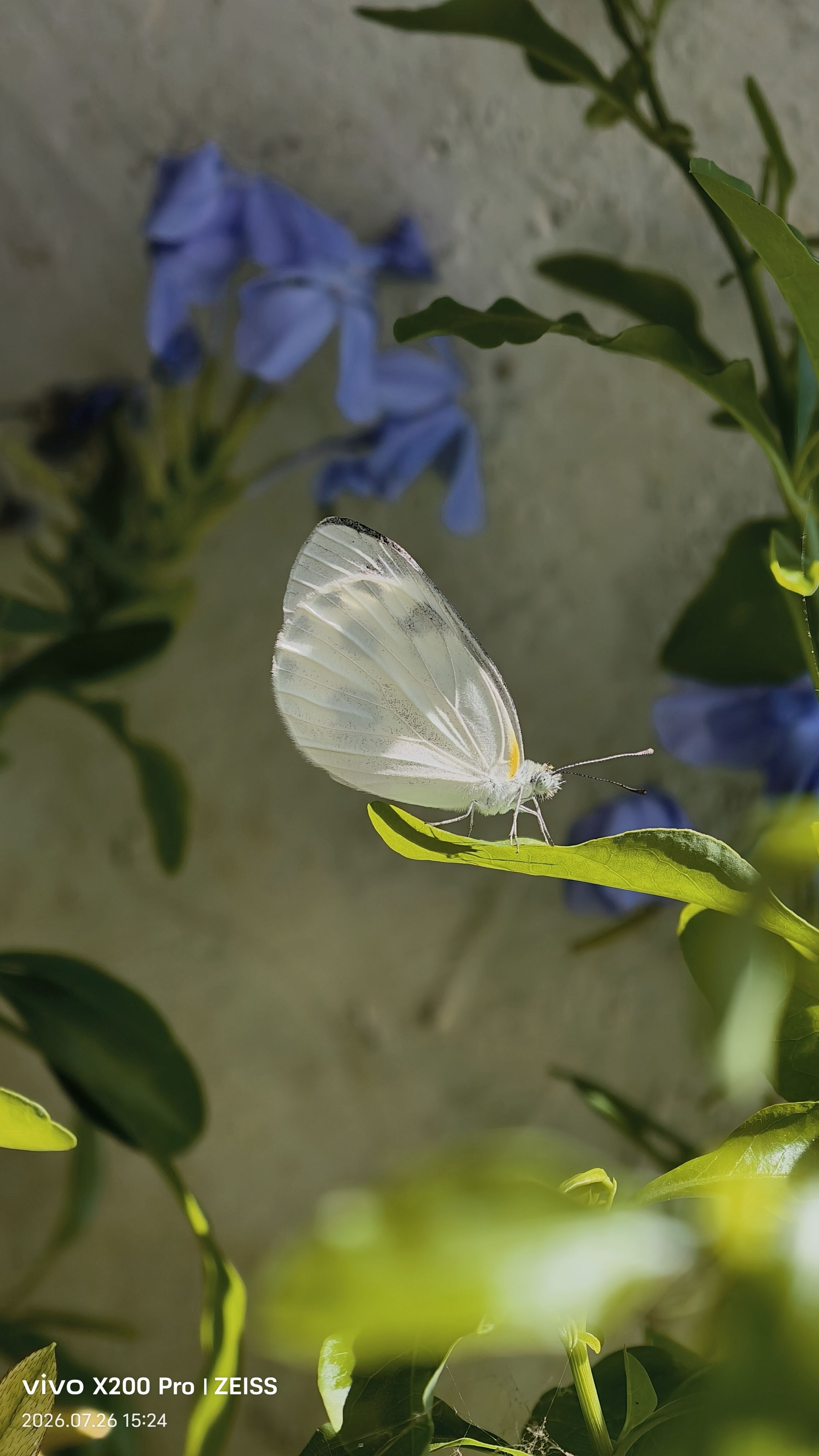 东方菜粉蝶
