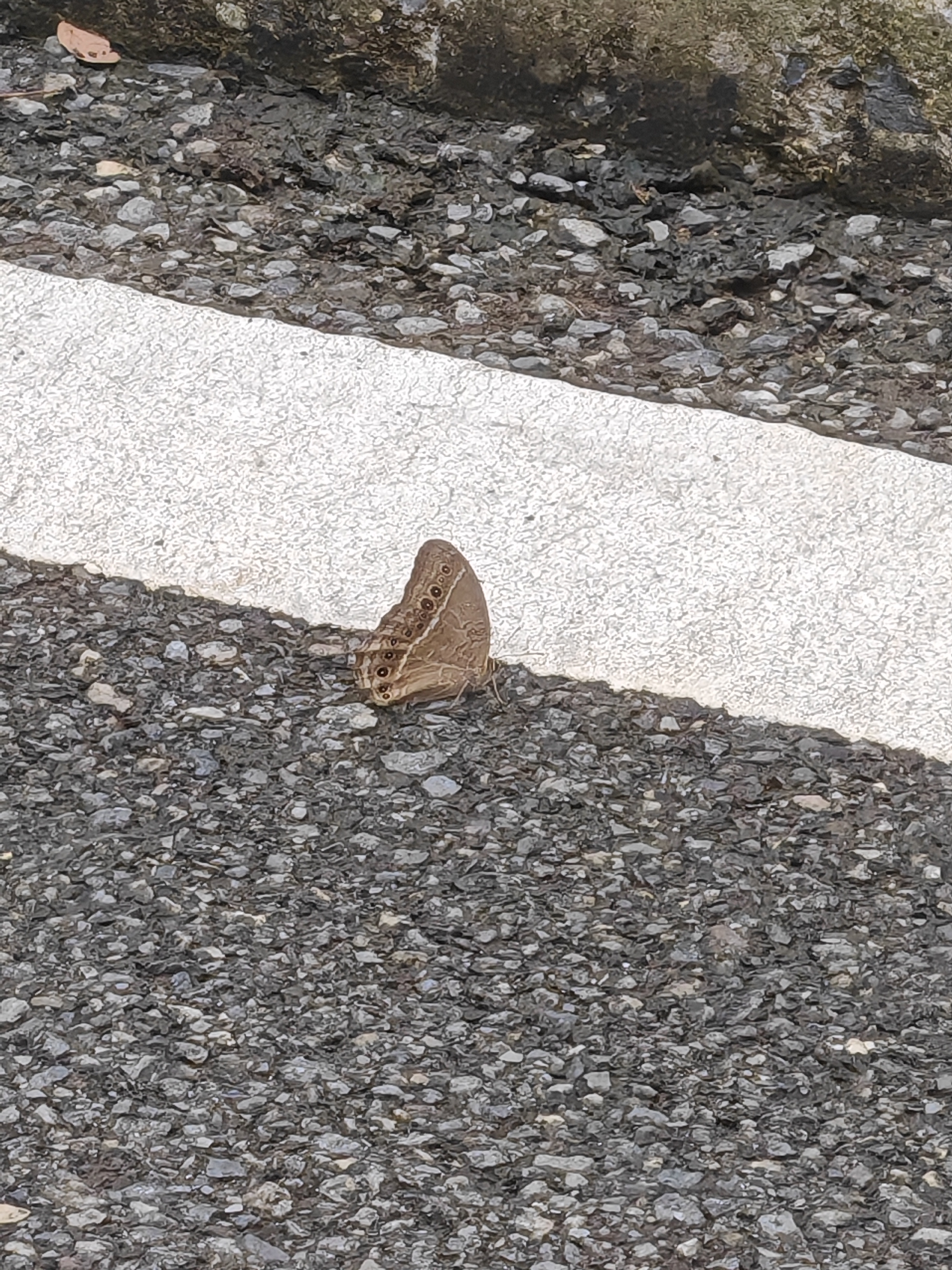 蒙链荫眼蝶