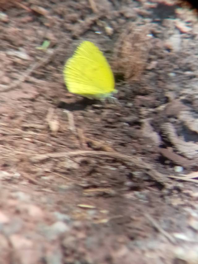 宽边黄粉蝶