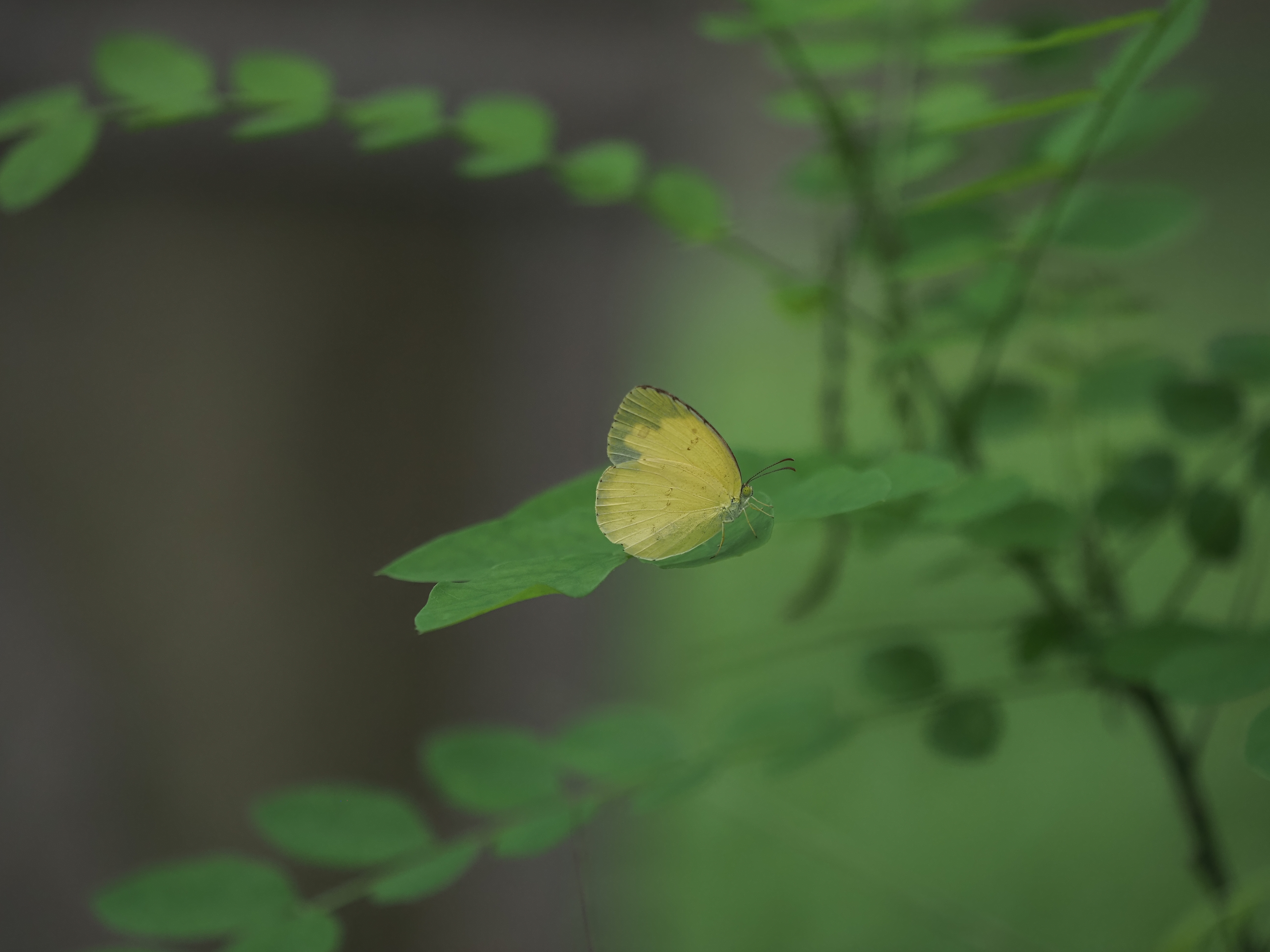 宽边黄粉蝶