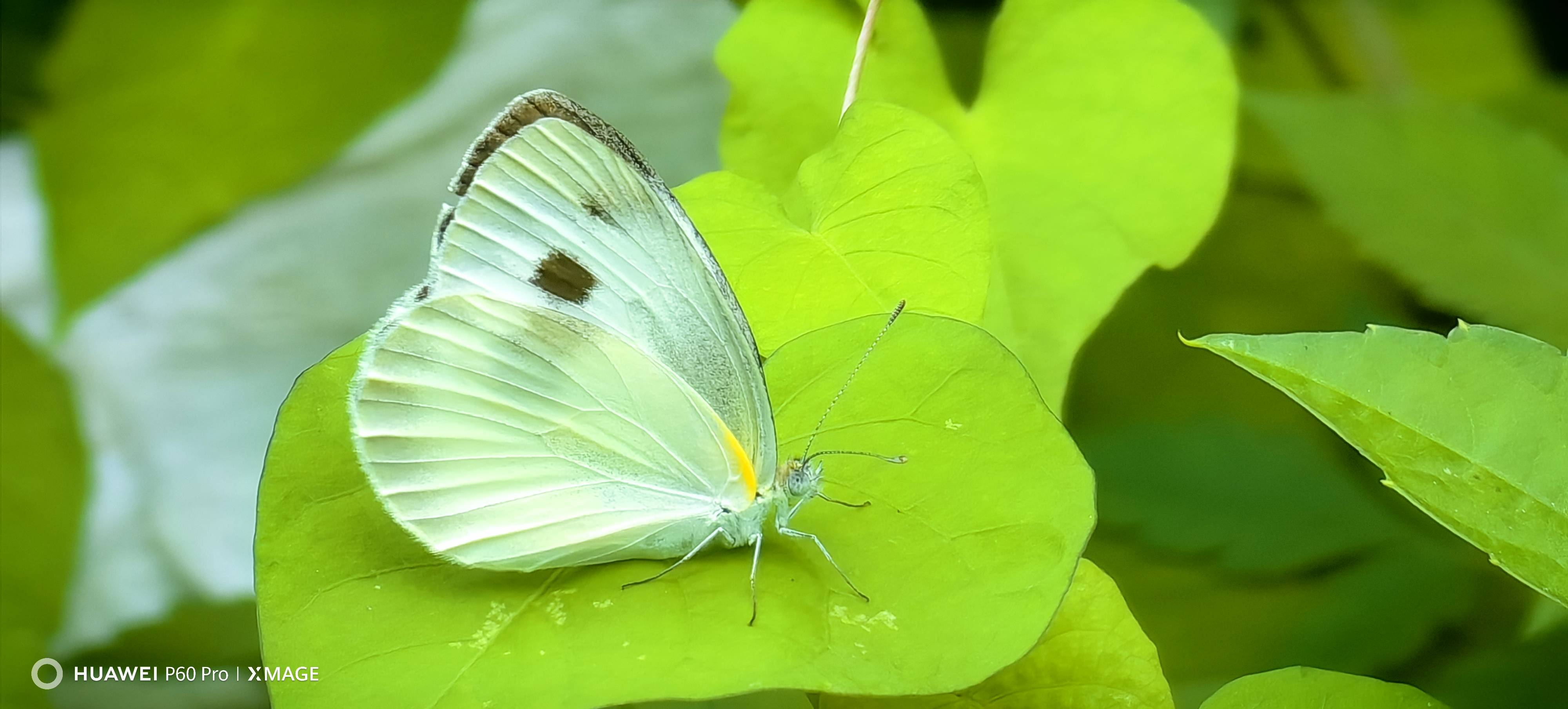 东方菜粉蝶