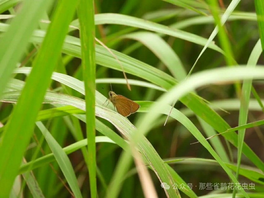黄纹孔弄蝶