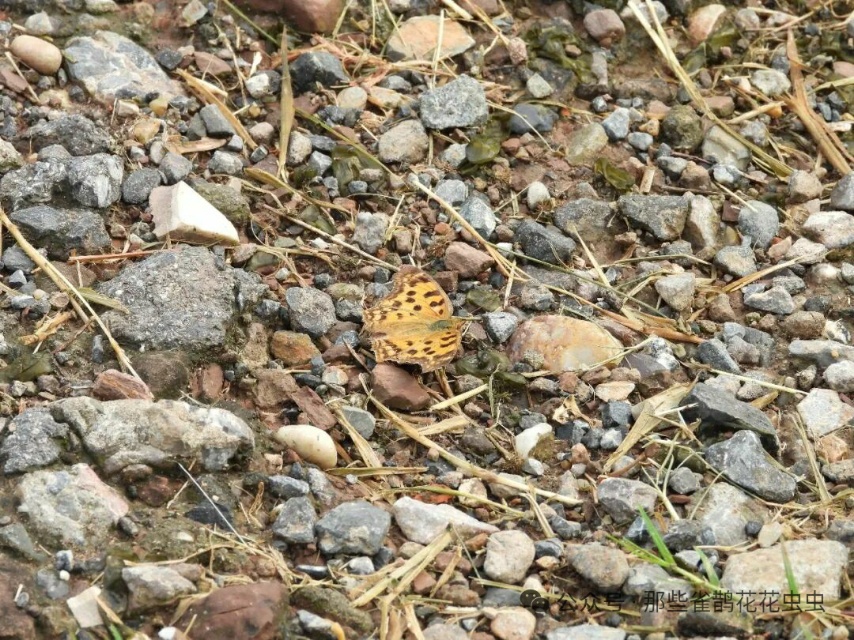 黄钩蛱蝶
