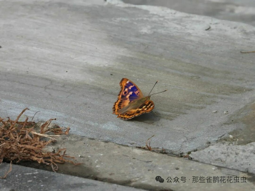 柳紫闪蛱蝶