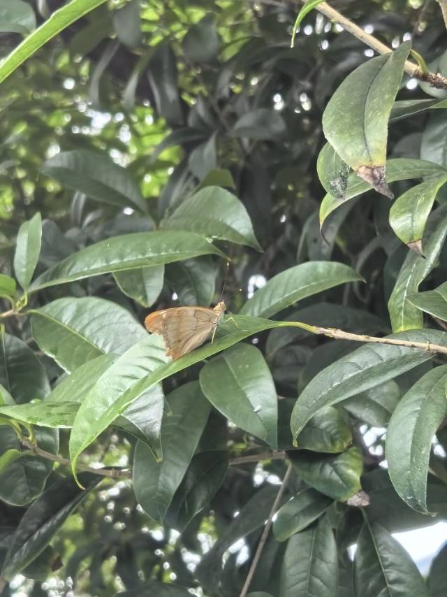 柳紫闪蛱蝶