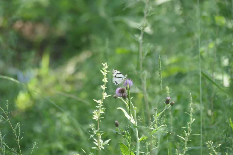 白眼蝶属未定种
