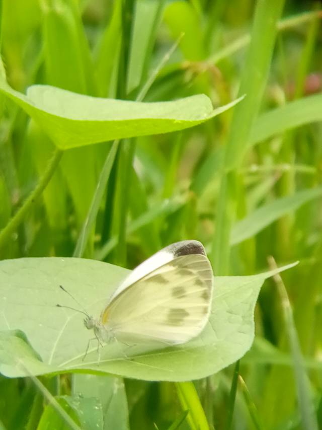 东方菜粉蝶