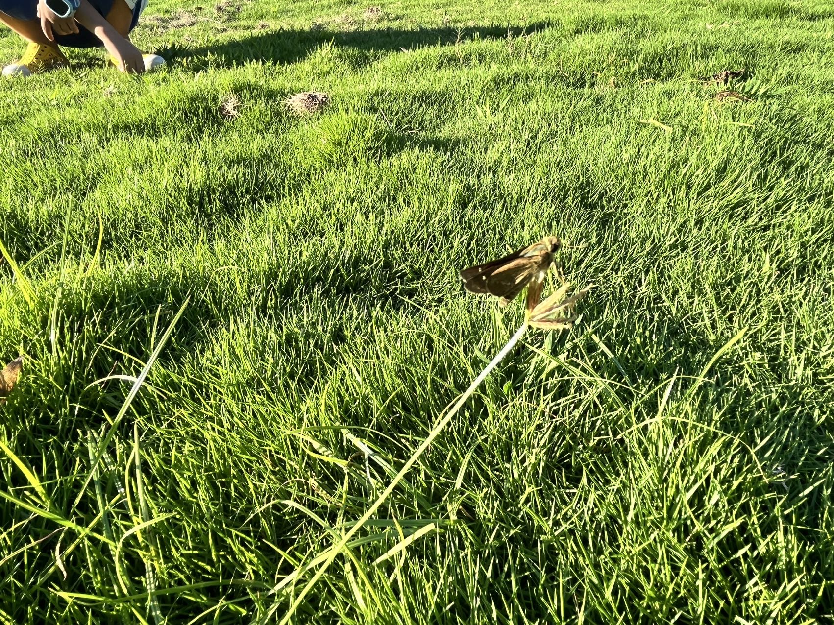 直纹稻弄蝶