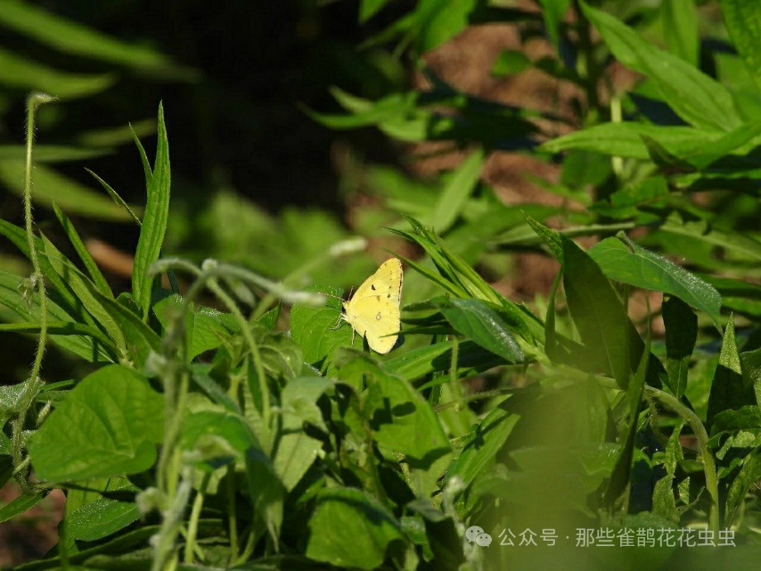 东亚豆粉蝶