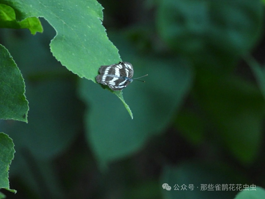 小环蛱蝶