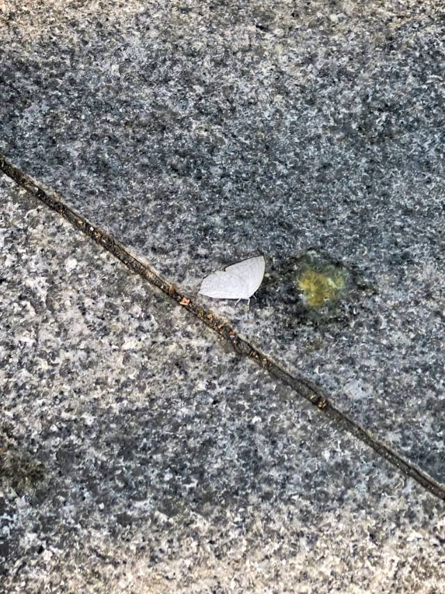 尖翅银灰蝶