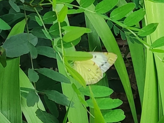 东亚豆粉蝶