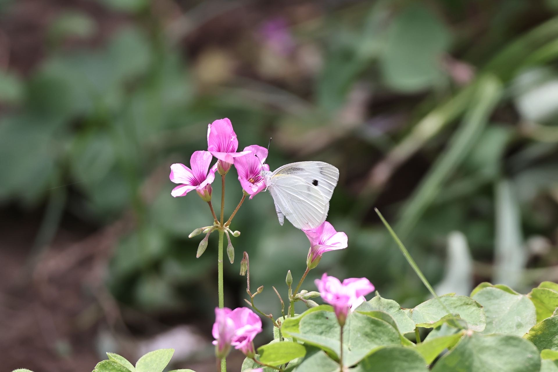 菜粉蝶